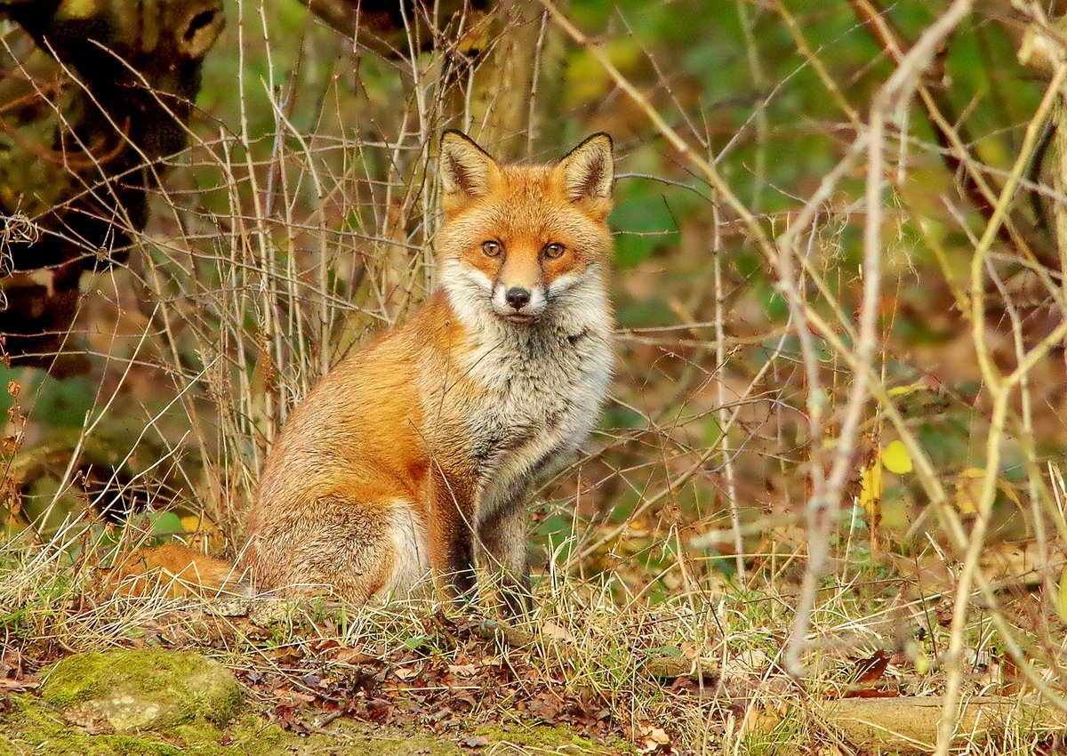 simon_dell_tog's tweet image. #foxoftheday