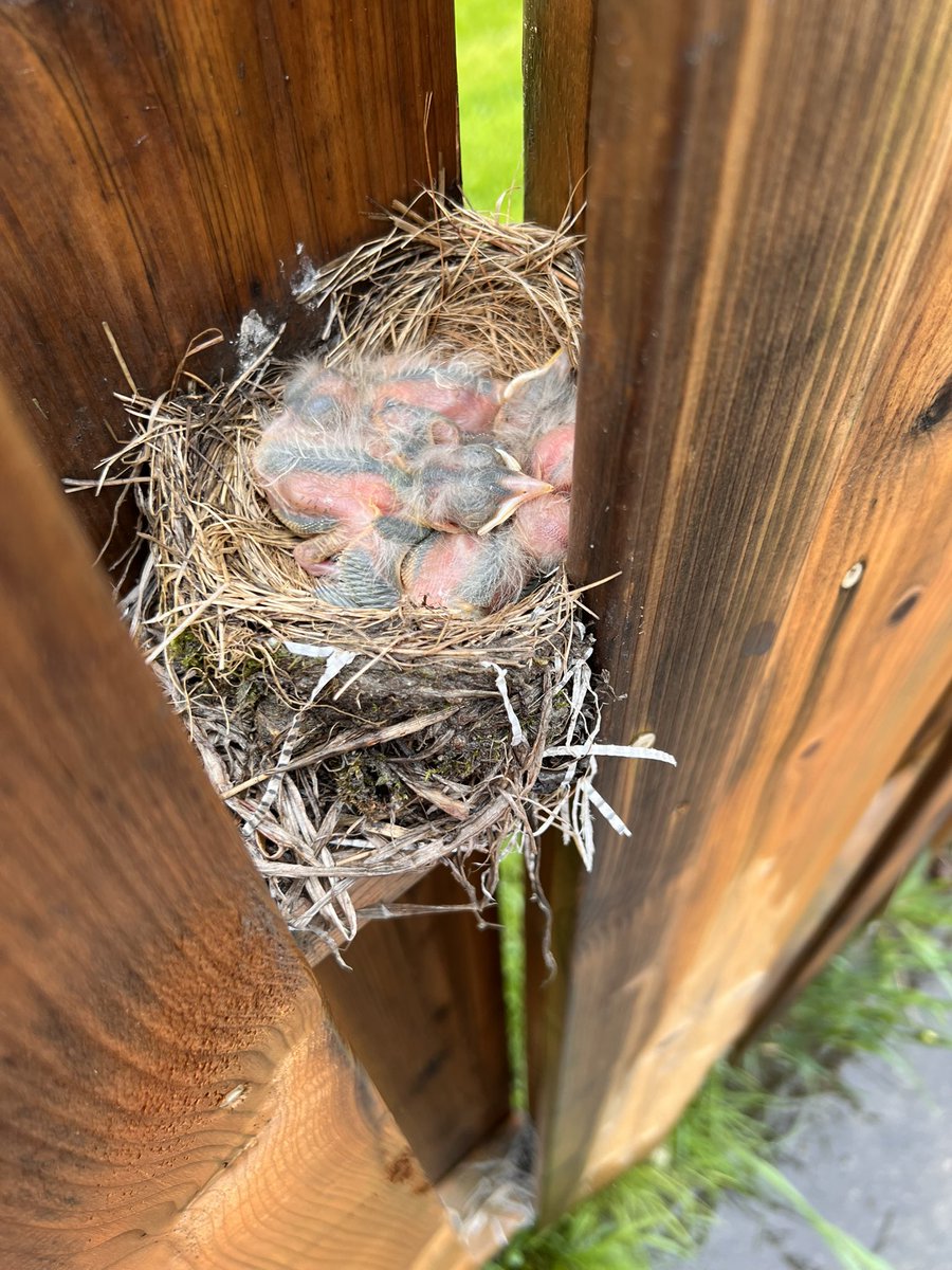 piper19422's tweet photo. Found this at work jealous I’m not at home sleeping naked 😭 baby robins https://t.co/LbZL8csrEb