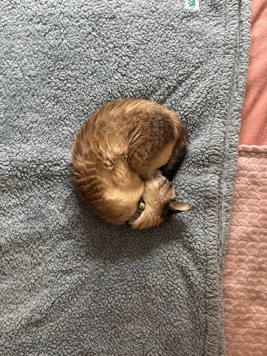 estherbeancat's tweet photo. fib o’nachos 🌀 https://t.co/jtMc0ti6G7
