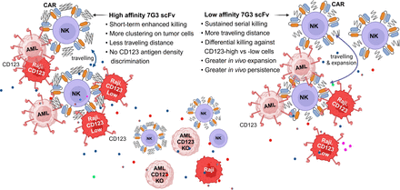CAR-NK’s balancing act: when scFv affinity is not too tight, not too loose… but just right?
jitc.bmj.com/content/13/5/e…