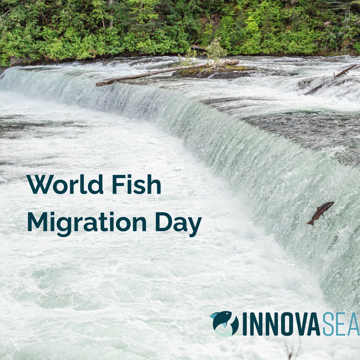 🐟 This Saturday is World Fish Migration Day! Join us in celebrating the incredible journeys these fish make, and in protecting the rivers, lakes and oceans they depend on. #WorldFishMigrationDay #ProtectMigratoryFish