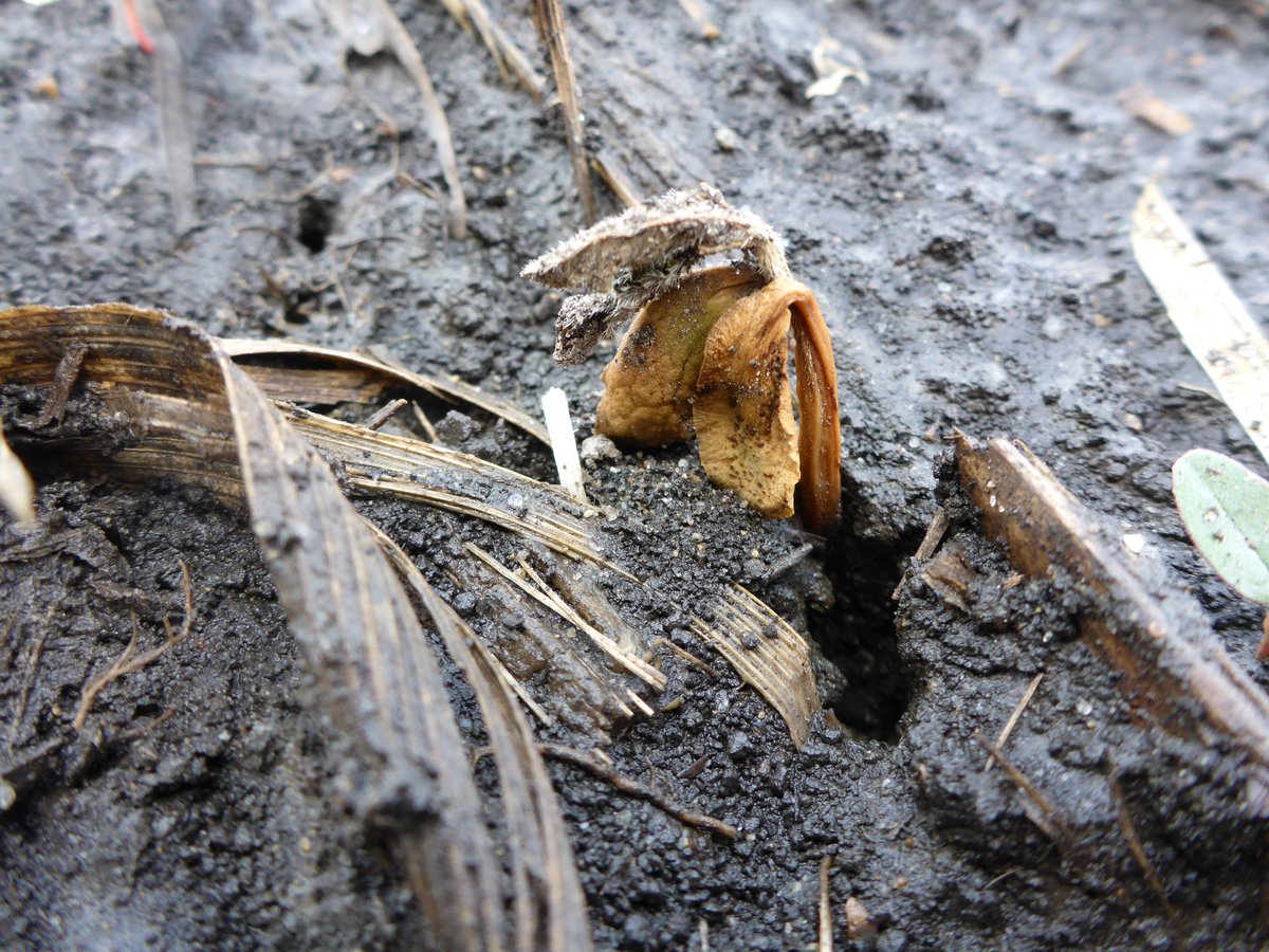 Crop Protection Network (@cropnetwork) on Twitter photo An Overview of Soybean Seedling Diseases from Extension at cropprotectionnetwork.org/publications/a….
<a href="/cropdoc08/">Kiersten Wise</a> <a href="/cropdisease/">Carl Bradley</a> <a href="/TravisLegleiter/">Travis Legleiter</a> <a href="/dsmuelle/">Daren Mueller</a> <a href="/MartinChilvers1/">Martin Chilvers</a> <a href="/AlbertTenuta/">Albert Tenuta</a> <a href="/TNplantDR/">Heather M Kelly</a> <a href="/baldpathologist/">Tom Allen</a> <a href="/ppp_trey/">Trey Price</a> <a href="/alisonrISU/">Alison Robertson</a> <a href="/badgercropdoc/">Damon L. Smith</a> <a href="/DTelenko/">Darcy Telenko</a> +others <a href="/MandyBish1/">Mandy Bish</a> <a href="/maddishires/">Maddi Shires</a> An Overview of Soybean Seedling Diseases from Extension at cropprotectionnetwork.org/publications/a….
<a href="/cropdoc08/">Kiersten Wise</a> <a href="/cropdisease/">Carl Bradley</a> <a href="/TravisLegleiter/">Travis Legleiter</a> <a href="/dsmuelle/">Daren Mueller</a> <a href="/MartinChilvers1/">Martin Chilvers</a> <a href="/AlbertTenuta/">Albert Tenuta</a> <a href="/TNplantDR/">Heather M Kelly</a> <a href="/baldpathologist/">Tom Allen</a> <a href="/ppp_trey/">Trey Price</a> <a href="/alisonrISU/">Alison Robertson</a> <a href="/badgercropdoc/">Damon L. Smith</a> <a href="/DTelenko/">Darcy Telenko</a> +others <a href="/MandyBish1/">Mandy Bish</a> <a href="/maddishires/">Maddi Shires</a>