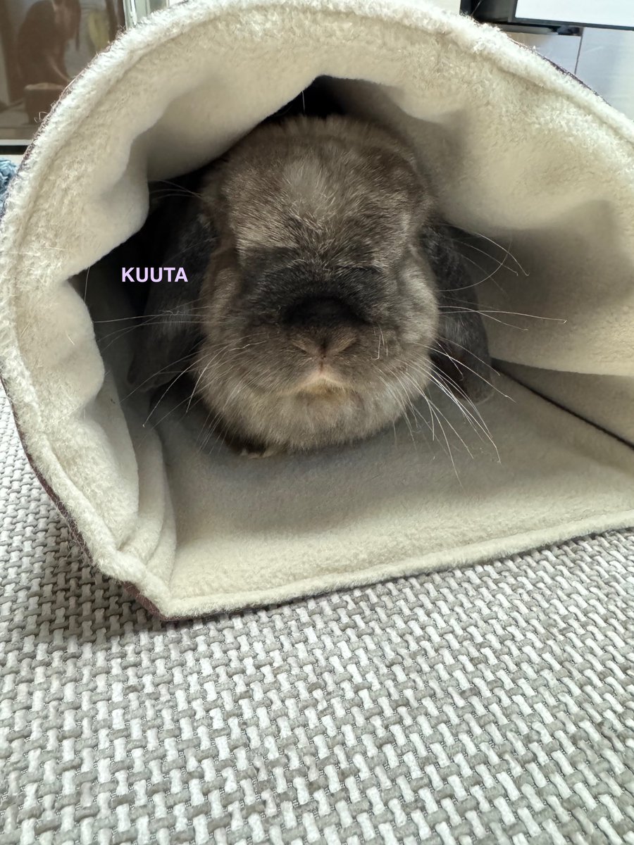 LopKUUTA's tweet image. くうたはひみつきちをてにいれた！
#うさぎのいる暮らし