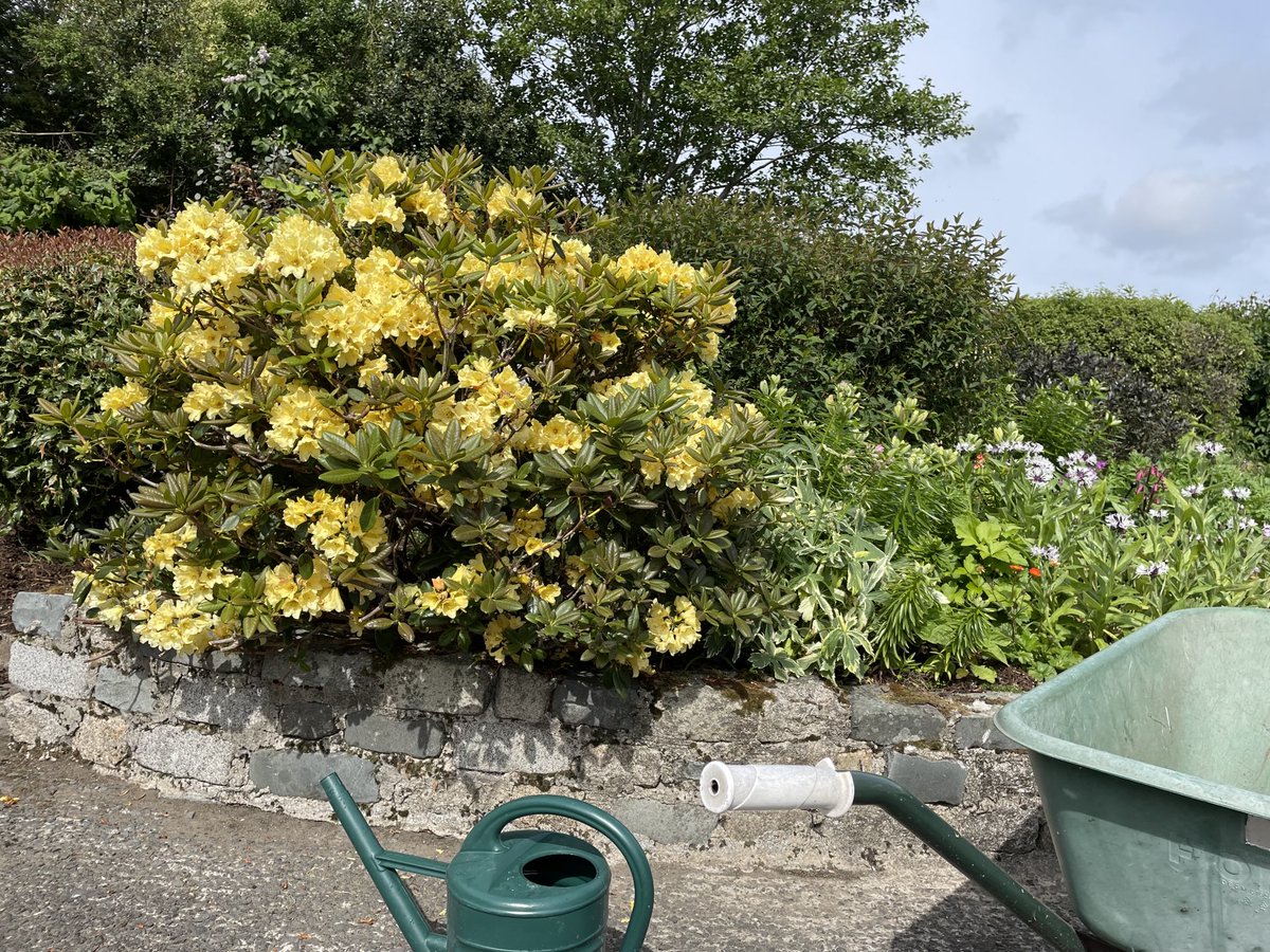 ProfMPatterson's tweet image. It’s weed and feed Friday in Carryduff, ahead of the much needed rain. Just hope it knows when to stop once it starts! #bbcniweather