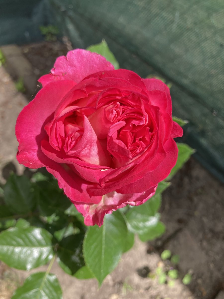 IngeBackInTown's tweet image. Fijne dag!
Bijzondere Roos
#EigenKweek