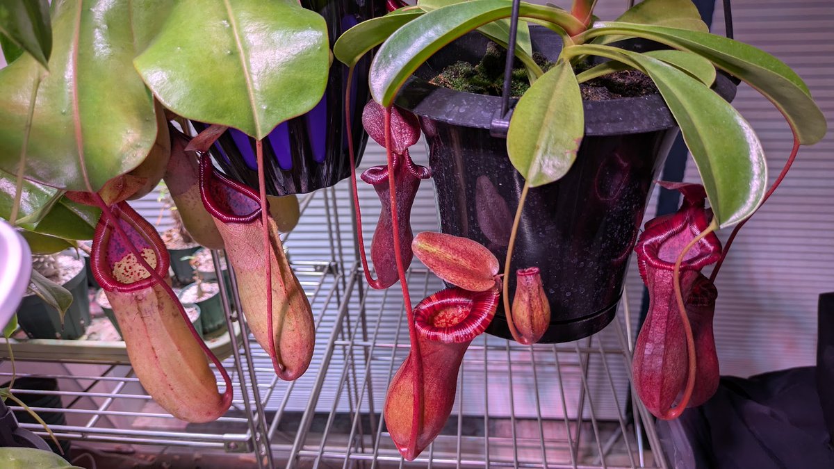 i_saint's tweet photo. Nepenthes lowii 系の交配種 (N. × briggsiana) が入荷したと聞いて買いに行ったのだった。ピッチャーがすっごい特徴的で綺麗。 https://t.co/EpIU6yFiLT
