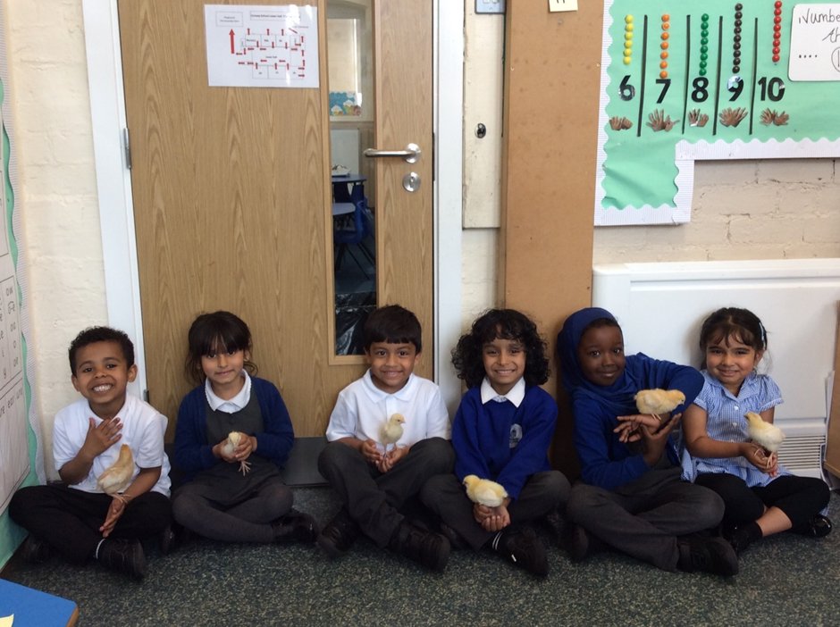 Miss Salad (@missmsalad) on Twitter photo Reception have loved watching our chicks hatch and learning how to care for them. Take a peek at our hands-on learning and the fantastic writing it inspired!
🐣📚 <a href="/MrGunchala/">Rakesh Gunchala</a> <a href="/MrsZamirConway/">Mrs Zamir</a> <a href="/MissLewisconway/">Miss LewisConway</a> #conwaycrew #eyfs Reception have loved watching our chicks hatch and learning how to care for them. Take a peek at our hands-on learning and the fantastic writing it inspired!
🐣📚 <a href="/MrGunchala/">Rakesh Gunchala</a> <a href="/MrsZamirConway/">Mrs Zamir</a> <a href="/MissLewisconway/">Miss LewisConway</a> #conwaycrew #eyfs