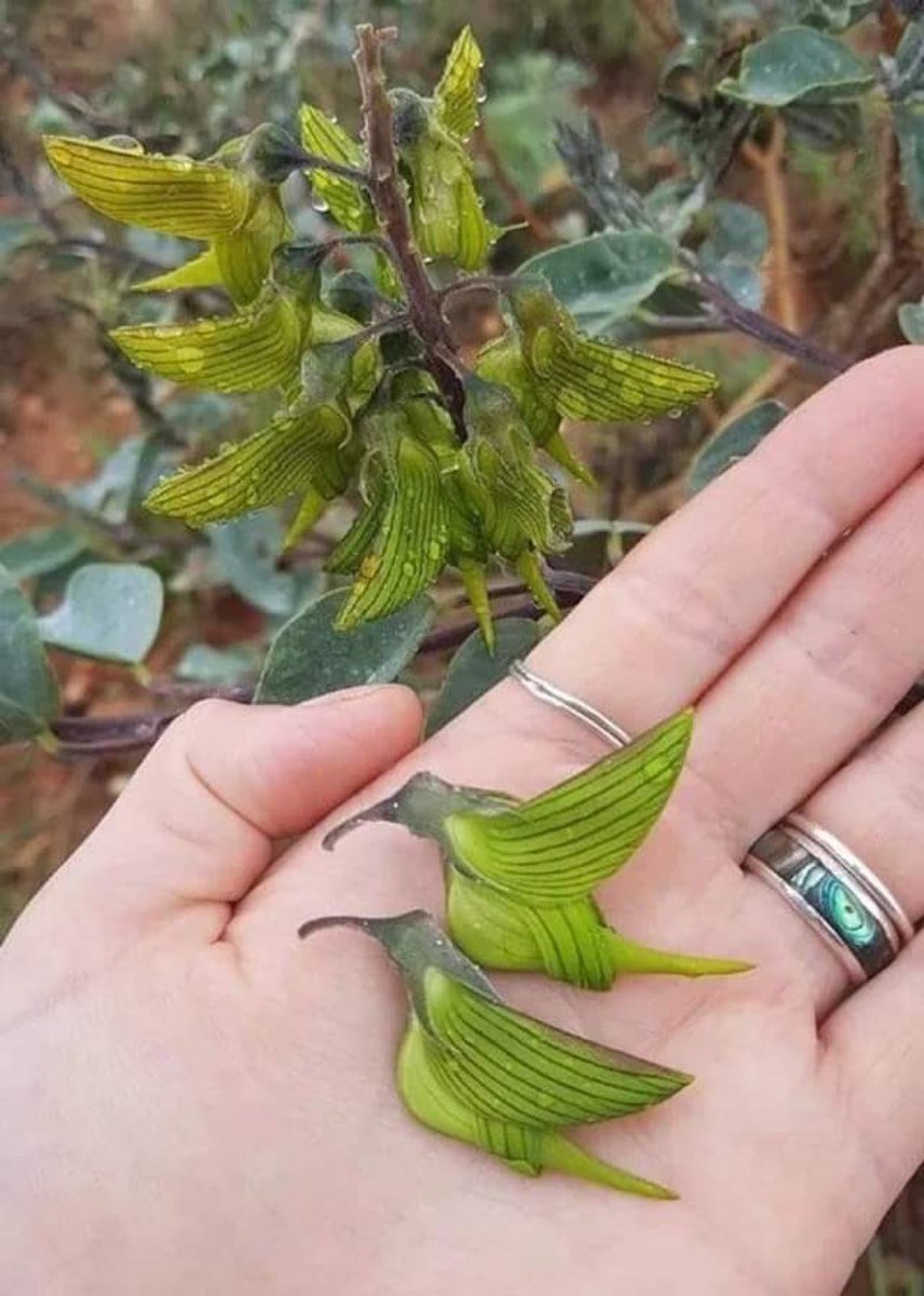 sciencegirl's tweet photo. Crotalaria cunninghamii, is a perennial plant native to Australia whose flowers resembles a bird https://t.co/kVhOPTTdc5