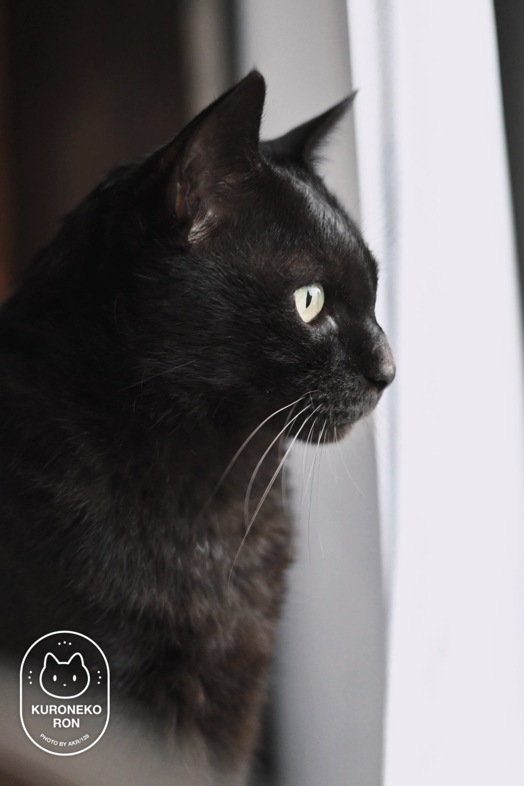 猫　毛づくろい クロ毛づくろい 251001 - YouTube