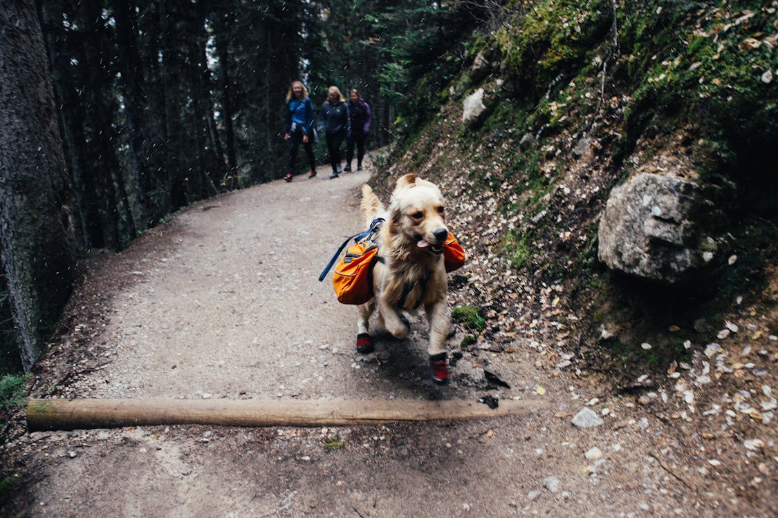 MountainHomesRE's tweet image. Don't forget your fur friend when you head out on the trails, they love it just as much as you🐕

#hiking #gohiking #hikingtrails #hikingdays #mountainlife #mountainliving #mountainlifestyle #hiingtrips