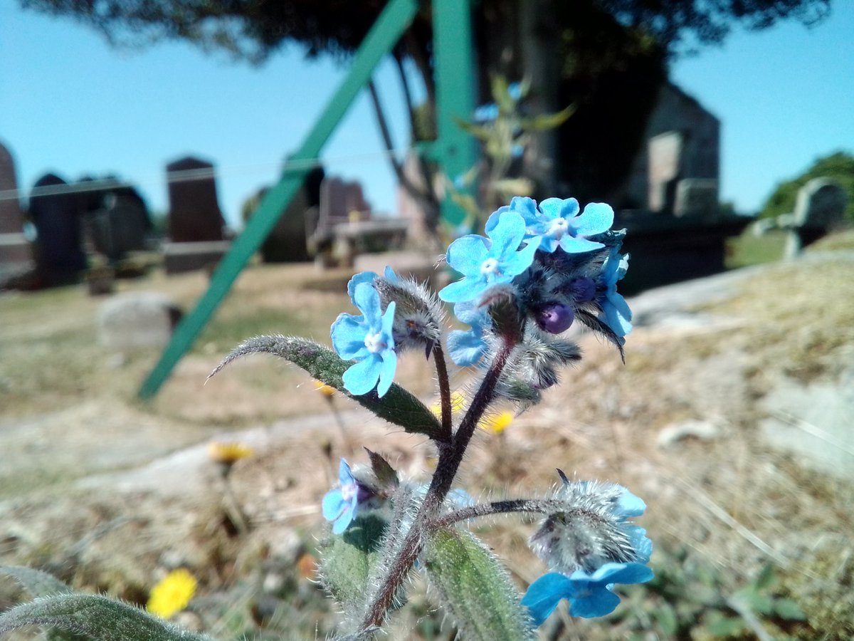 Kirkyard strimmer escapee!⛪
#FlowersforFriday