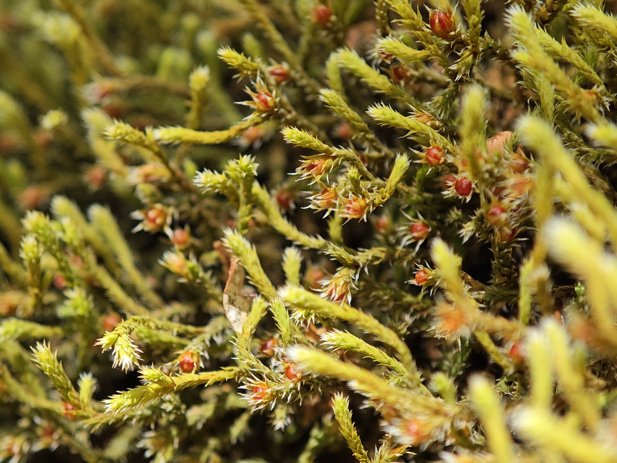 BryoMicroClim (@bryomicroclim) on Twitter photo Today it's Taxonomy Recognition Day!
Step into this miniature world and admire these tiny red capsules emerging from the green moss #Hedwigia striata #nameittosaveit #bryophytes #taxonomy
<a href="/BryoMicroClim/">BryoMicroClim</a> <a href="/InsideNatGeo/">National Geographic Society</a> Today it's Taxonomy Recognition Day!
Step into this miniature world and admire these tiny red capsules emerging from the green moss #Hedwigia striata #nameittosaveit #bryophytes #taxonomy
<a href="/BryoMicroClim/">BryoMicroClim</a> <a href="/InsideNatGeo/">National Geographic Society</a>