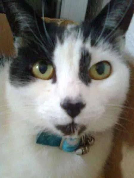Remembering my cat Sam 11 years on 😢