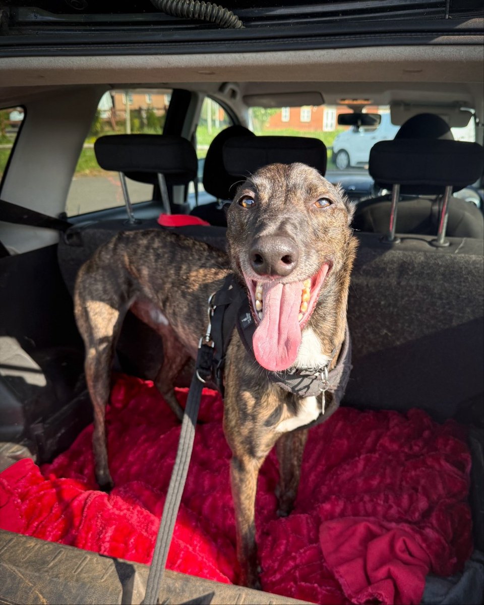 When you're a little bit worried about getting into the big van to go offsite for your assessment, you get a special ride in the Centre Managers car! 

Diesel was much happier with that arrangement!

foreverhoundstrust.org/dog/diesel/