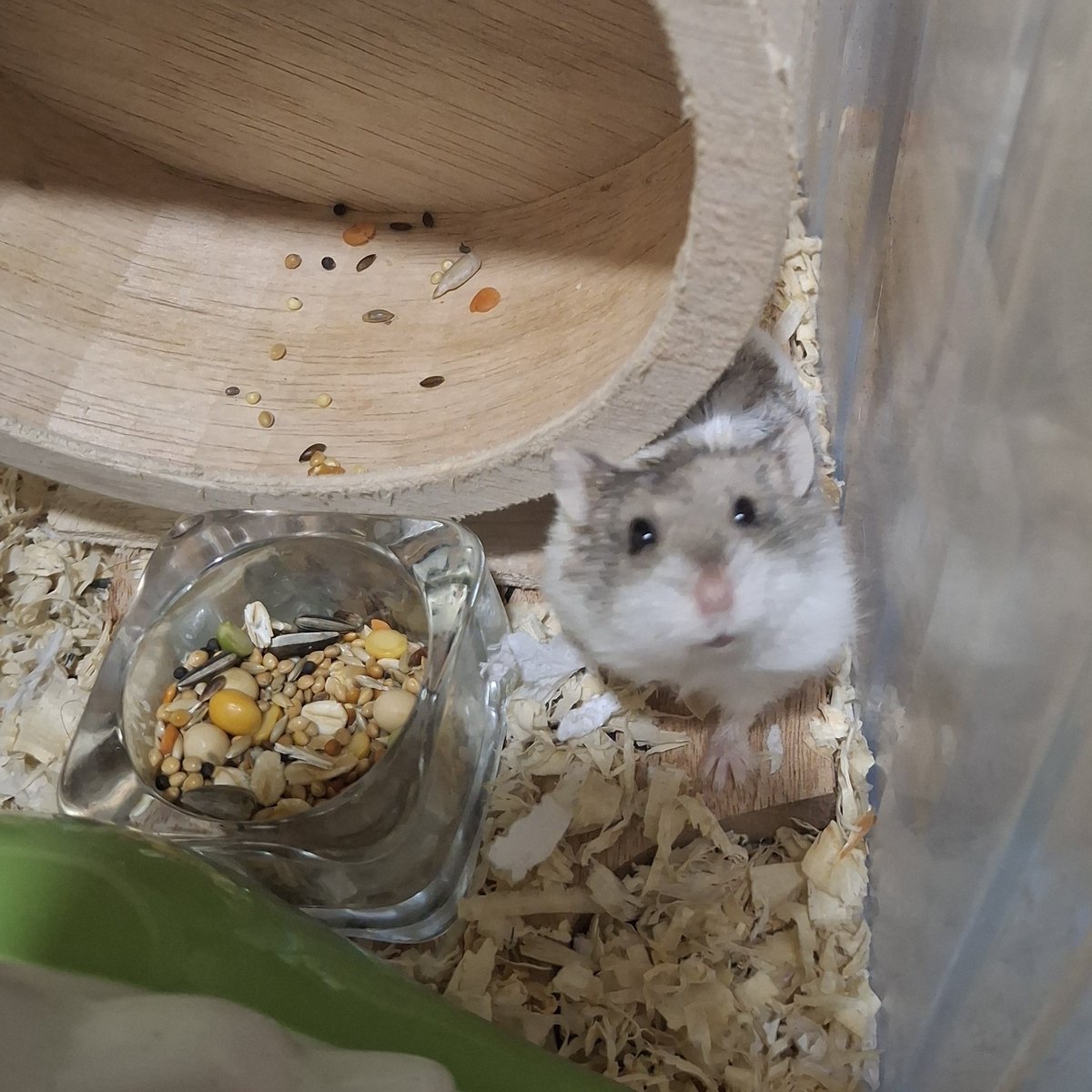 cheruxbic's tweet photo. kenapa hamster sangat lucu?
#hamster https://t.co/0mFfROdg2Z