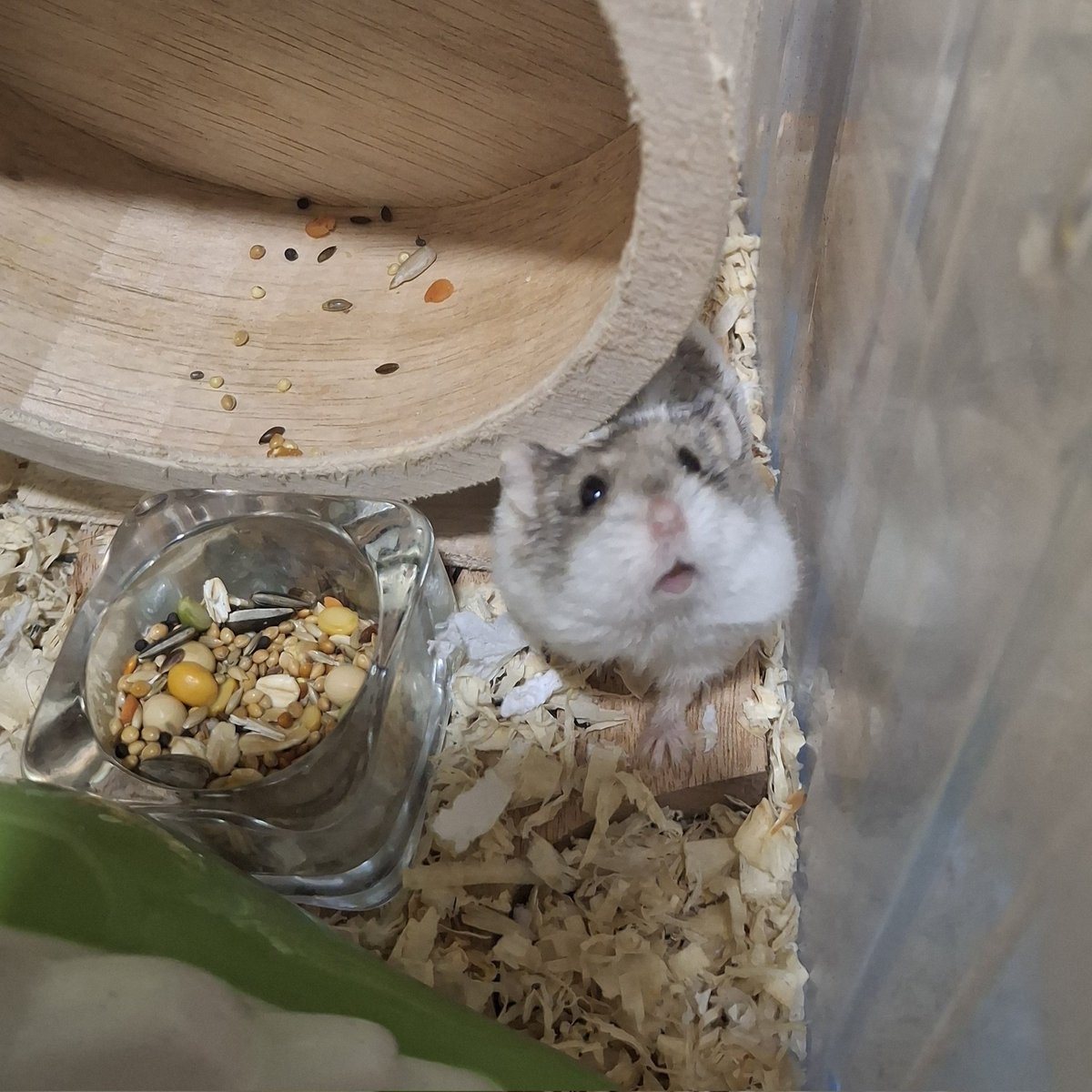 cheruxbic's tweet photo. kenapa hamster sangat lucu?
#hamster https://t.co/0mFfROdg2Z