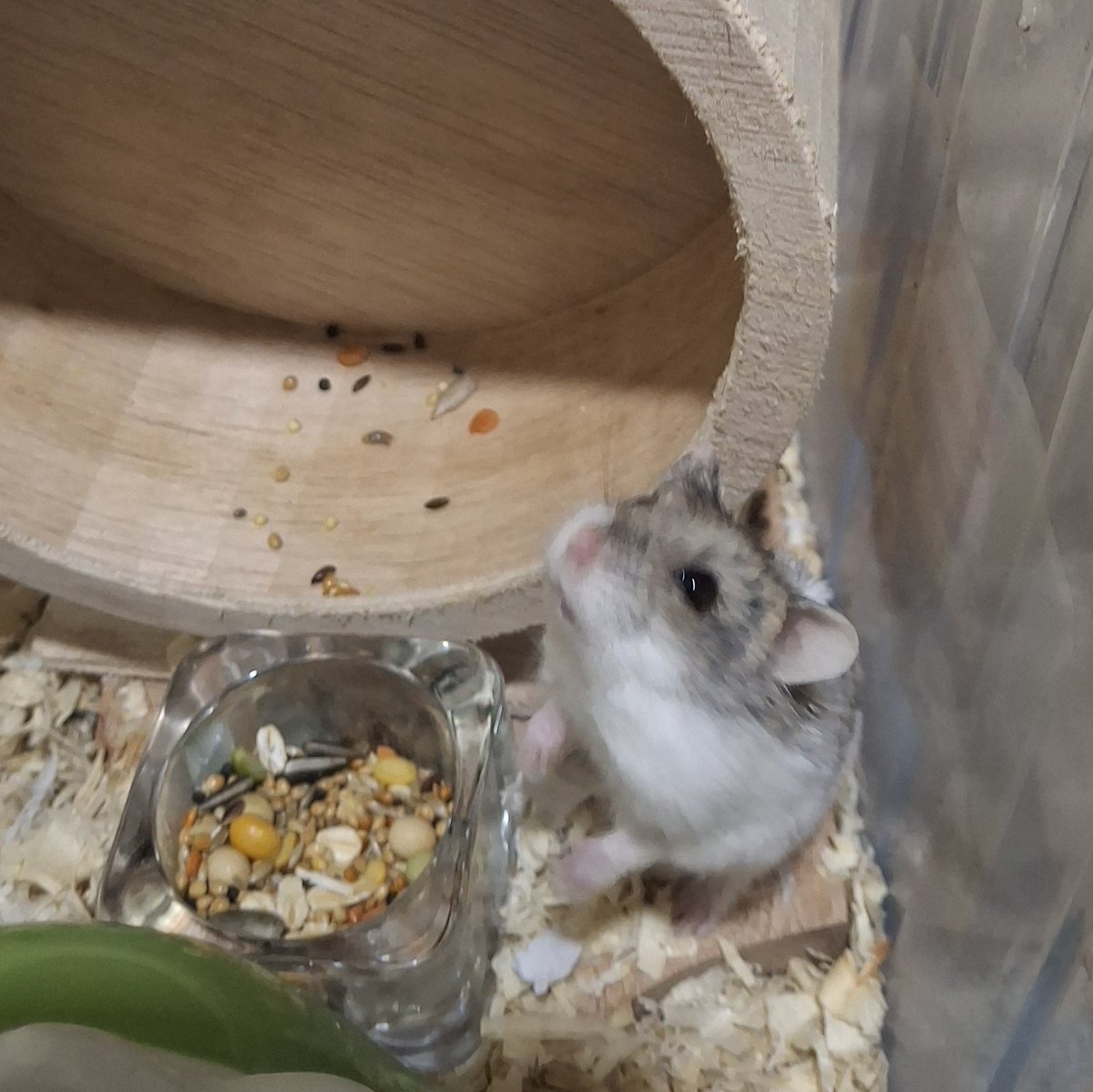 cheruxbic's tweet photo. kenapa hamster sangat lucu?
#hamster https://t.co/0mFfROdg2Z