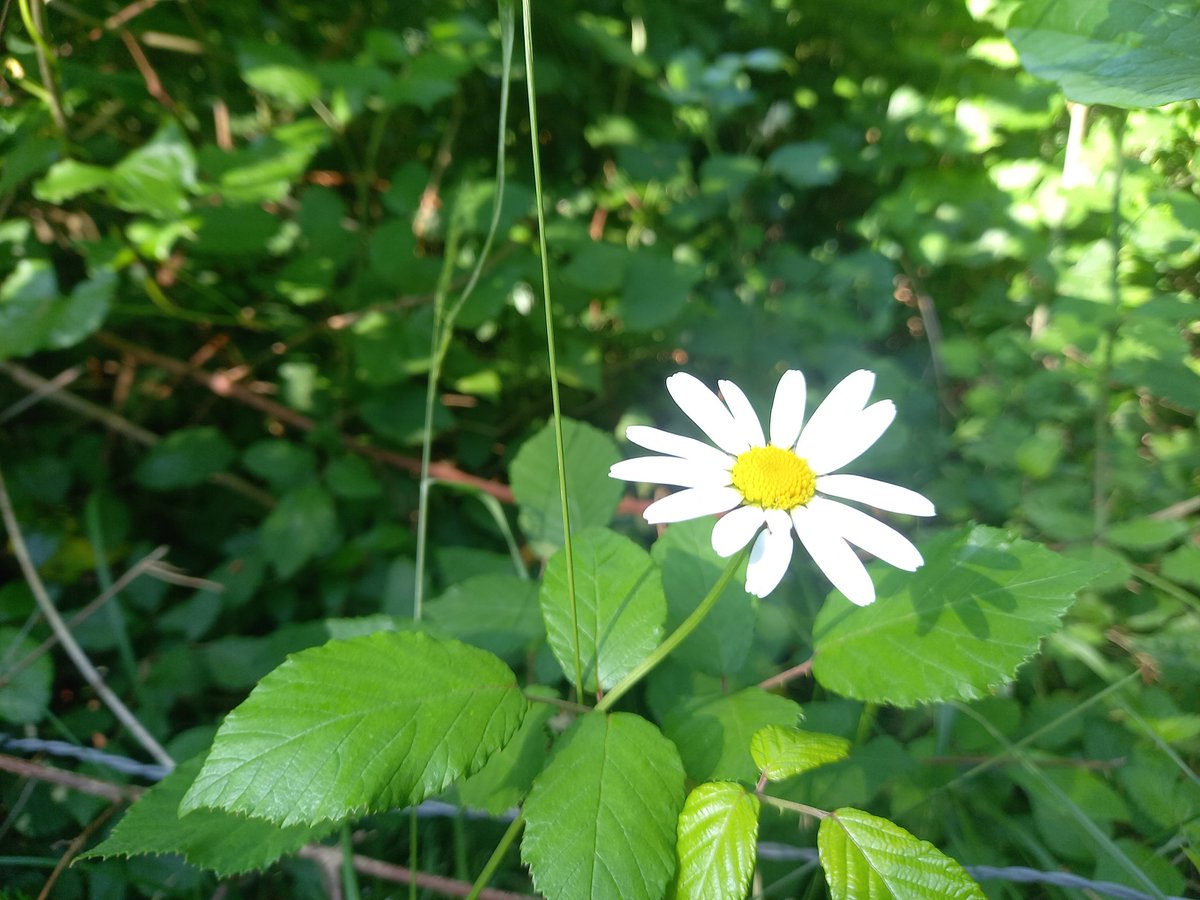 ChristONVarlet's tweet photo. Crois-moi, je l’ai appris par l’expérience : on trouve plus dans la forêt que dans les livres ; les arbres et les pierres t’enseigneront ce que tu ne peux entendre des maîtres.
Bernard de Clairvaux, Lettre 106 à Henri Murdach.
#OP411 #ORIGIN411 #OriginProjectDKI https://t.co/SHVJVZUaJ2