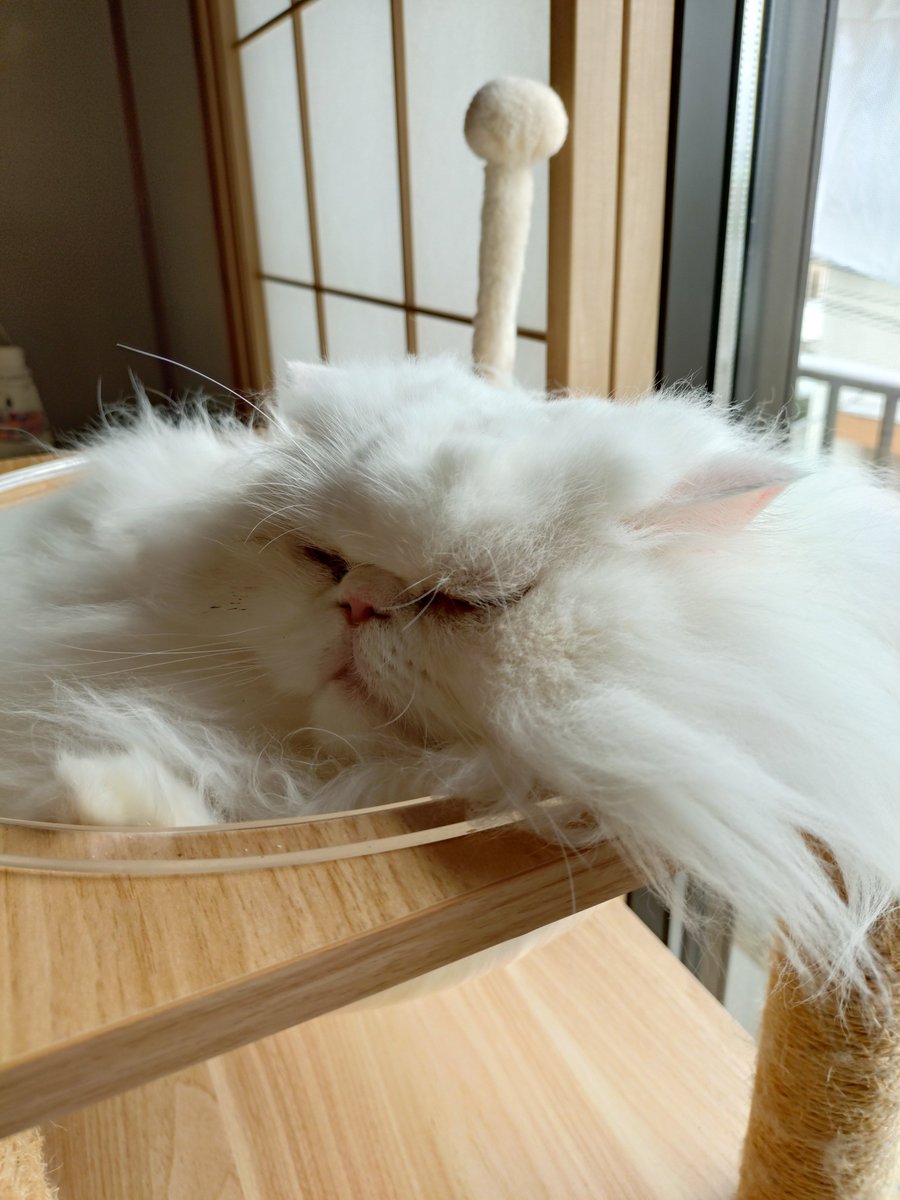 ちょっと長いのかにゃーー??😹