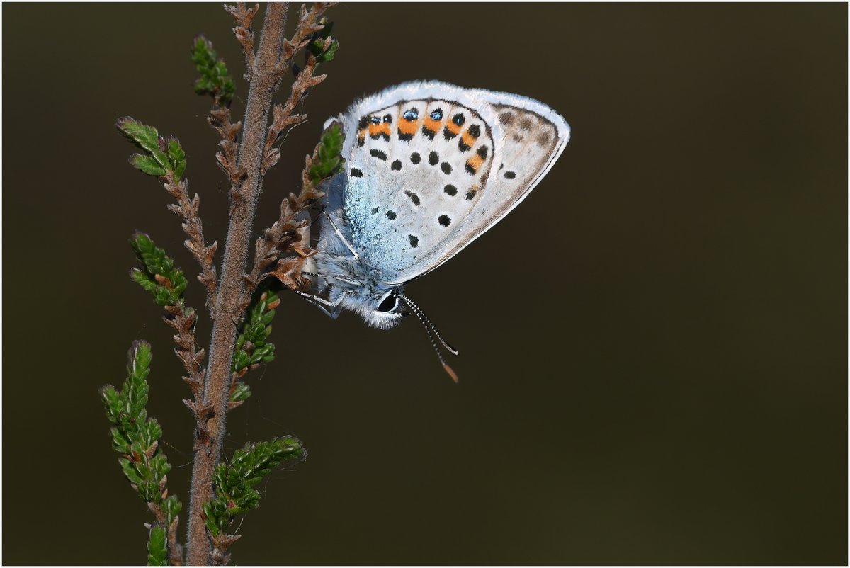 A very early morning trip out to Prees heath , Bettesfield and Whixall moss gave me 3 NFY Butterfly . Silver studded blue , Large heath ( 10 days earlier than last year ) &amp; Large skipper taking me to 25/39 species to be seen in Shropshire this year . All irecorded