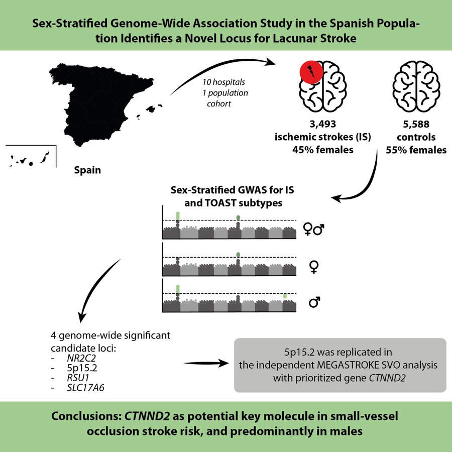 Stroke Pharmacogenomics and Genetics (@pharmaepigenlab) on Twitter photo Proud to share that some of our team members have contributed to this insightful article on stroke research, now featured on the @AHAjournals blog. Many thanks to the <a href="/StrokeAHA_ASA/">Stroke AHA/ASA</a> community for the recognition!
Read more here 👇
ahajournals.org/do/10.1161/blo… Proud to share that some of our team members have contributed to this insightful article on stroke research, now featured on the @AHAjournals blog. Many thanks to the <a href="/StrokeAHA_ASA/">Stroke AHA/ASA</a> community for the recognition!
Read more here 👇
ahajournals.org/do/10.1161/blo…