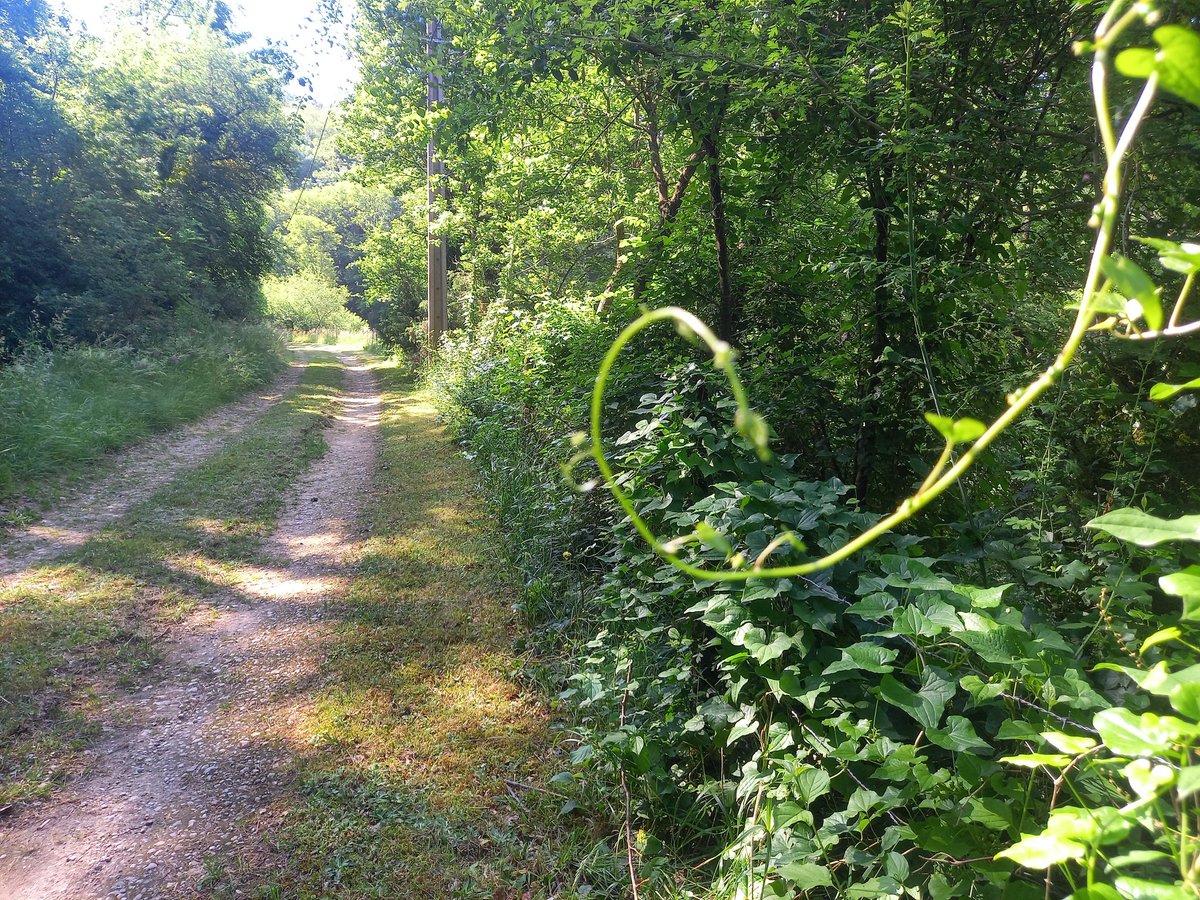 ChristONVarlet's tweet photo. Crois-moi, je l’ai appris par l’expérience : on trouve plus dans la forêt que dans les livres ; les arbres et les pierres t’enseigneront ce que tu ne peux entendre des maîtres.
Bernard de Clairvaux, Lettre 106 à Henri Murdach.
#OP411 #ORIGIN411 #OriginProjectDKI https://t.co/SHVJVZUaJ2