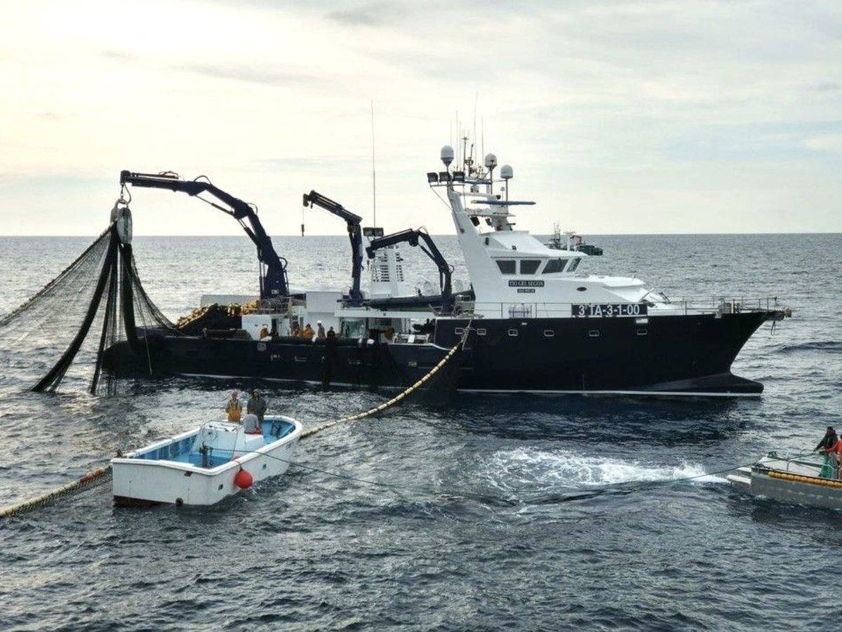 rutapesquera.com/balfego-inicia…
Balfegó inicia el 26 de mayo su campaña de pesca de atún rojo.
#GrupoBalfegó