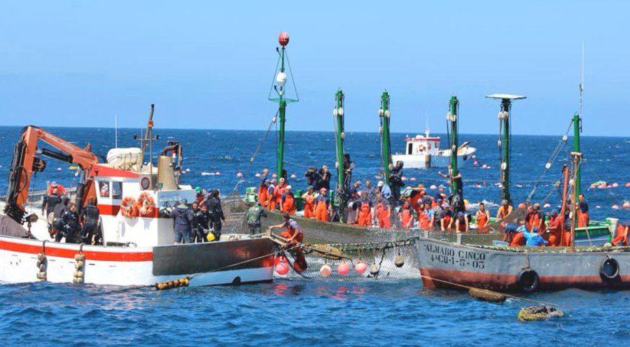 Stonefishweirs's tweet photo. Within the fishing tradition of #fishtraps& #fishweir can be set Almadraba Tuna dating to Phoenicia period. Costa de la Luz Spain towns like #Barbate, #Zaharadelosatunes ,#Cádiz, #Rota carry on harvesting to be shipped #Tokyo to #NewYork to #Madrid. 1/10 https://t.co/bg5LcZhRKf