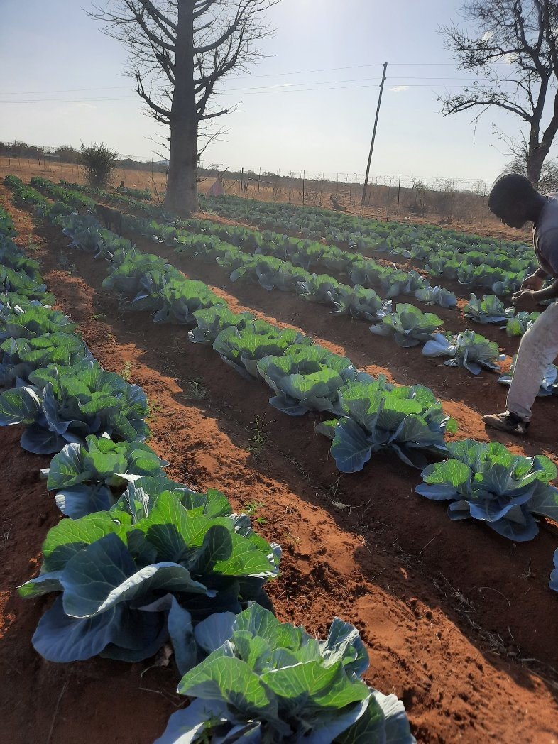 The smile I have when I enter my  farm is unexplainable."- Tsakani_Baloi

#agribusinesstalk