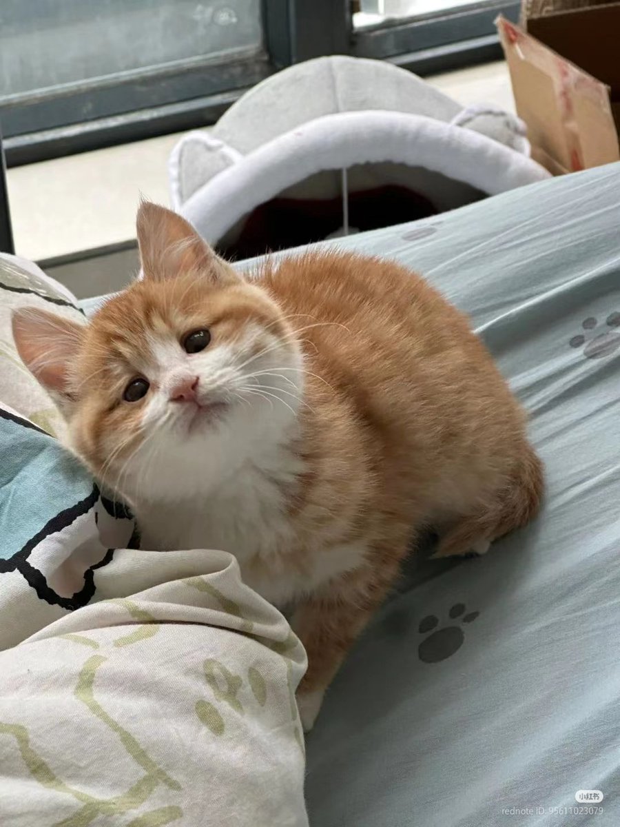 nocontextscats's tweet image. Me without my glasses