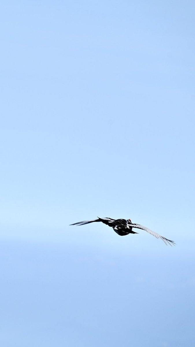 3190's tweet photo. ここ数日鳴き声だけはよく聞こえていた雷鳥。
今朝、今シーズン初めて出会えました。
冬毛と夏毛の生え変わりが進んでいてもふもふしていました。

4枚目の写真は飛び立った瞬間の雷鳥です。
飛んでいる姿も中々珍しいですね。

#穂高岳山荘　#雷鳥　#ライチョウ
#北アルプス #白出のコル #穂高 #穂高岳 #奥穂高岳 #穂高連峰 #涸沢岳 #上高地 #涸沢 #ジャンダルム #山小屋 #登山 #山 #岩 #山が好き #自然が好き  #中部山岳国立公園 #飛騨高山 #nagano #japanalps #mountains #kitaalpstraverseroute #mountaineering #mountainhut