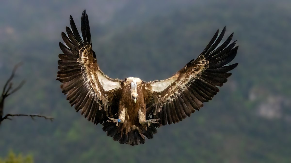 romar2004's tweet photo. El majestuós aterratge del #voltor comú a l'observatori de La muntanya d'#Alinyà #ocell #birding https://t.co/7NpL9gu0R0