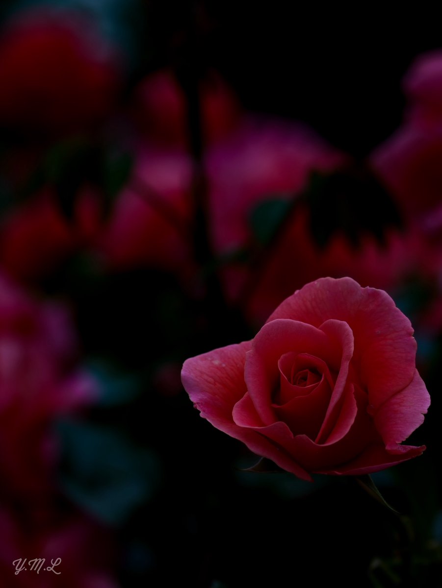 『美サイレント🌹』

皆様、良いご週末をお過ごしください😌

#あやせローズガーデン
#LUMIXs5
#ファインダー越しの私の世界
#カメラ好きな人と繫がりたい 
#写真好きな人と繋がりたい
#TLを花でいっぱいにしよう