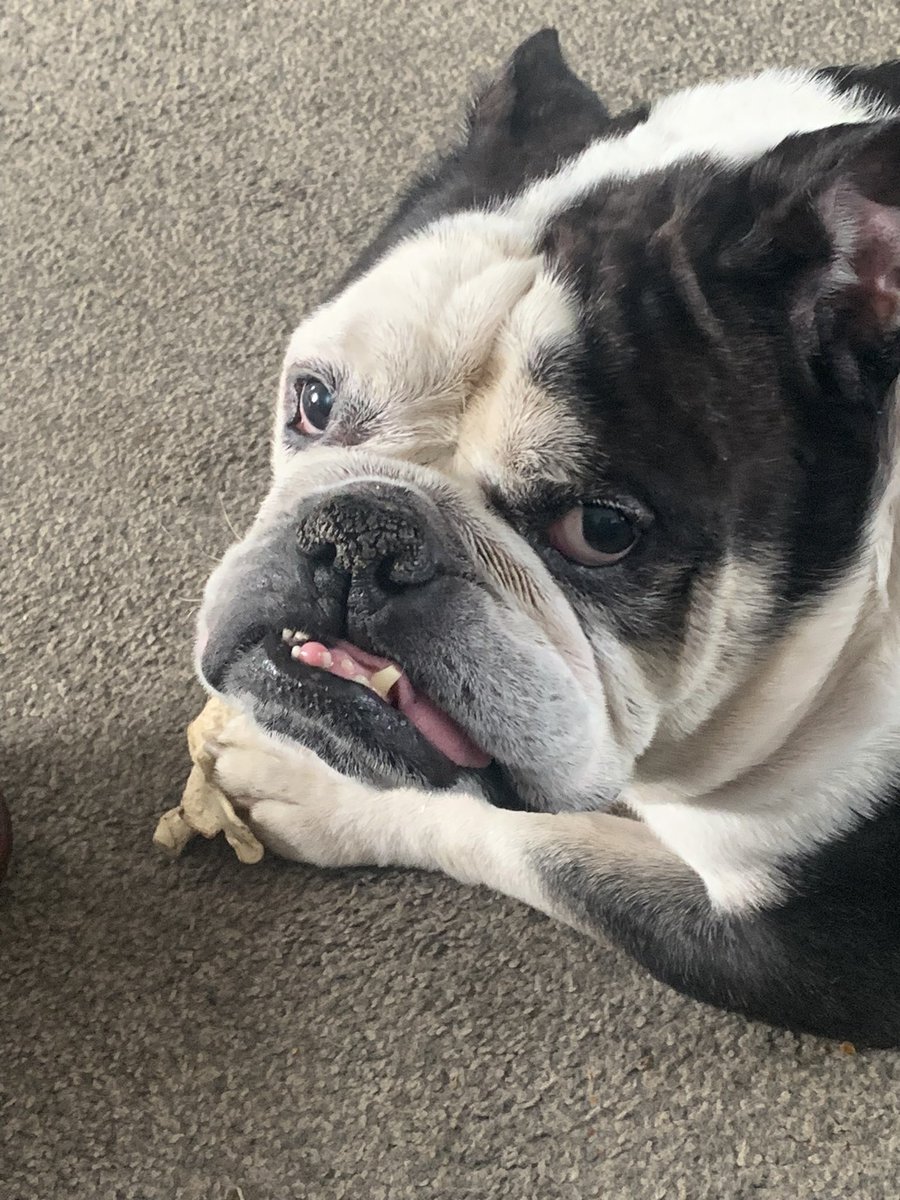 Fatboycarl's tweet photo. @TweeetsOfDogs Bobby miss this guy so much https://t.co/1tTZsNjHyh
