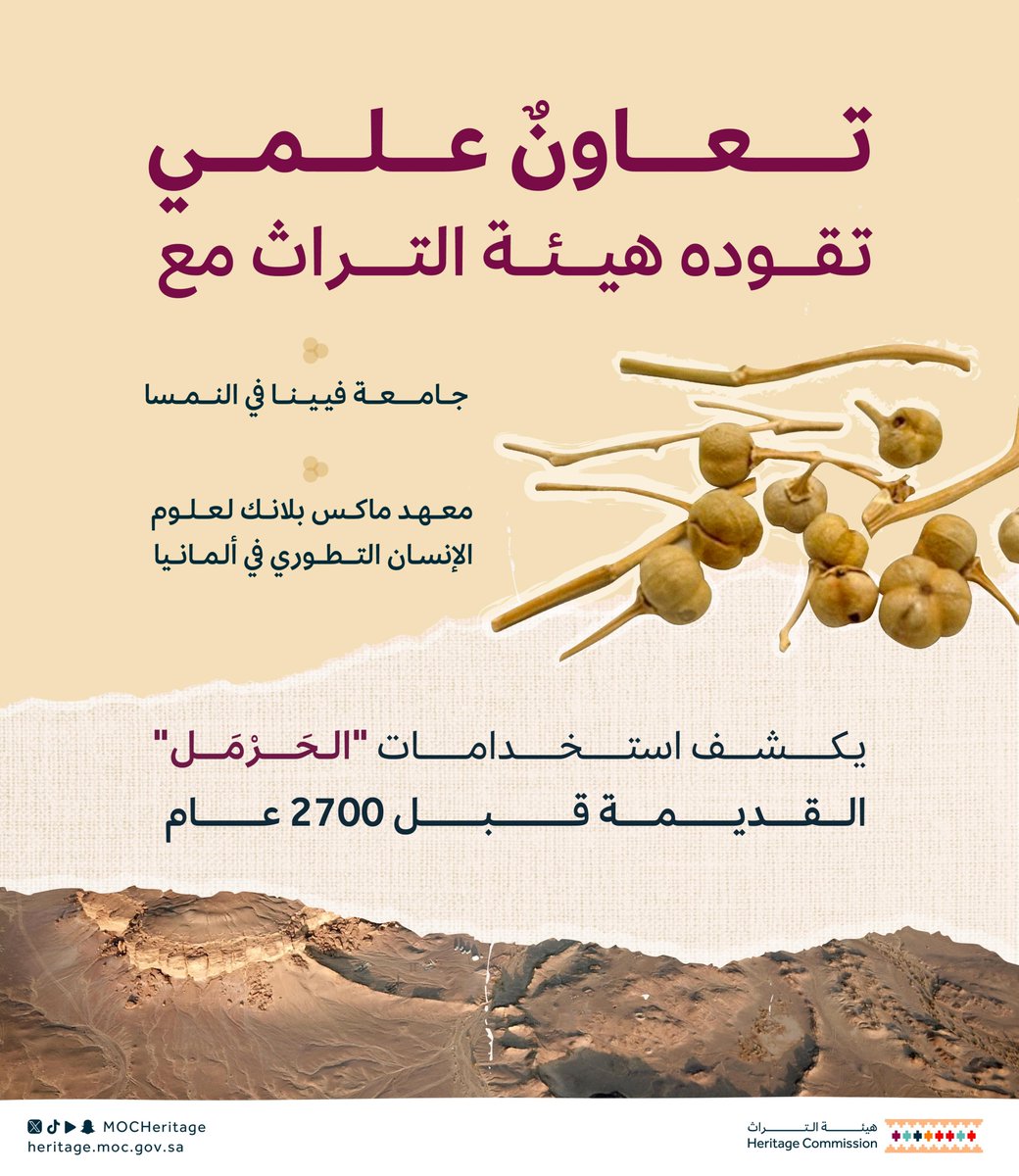 MOCHeritage's tweet photo. تقود #هيئة_التراث دراسة علميَّة نُشرت في مجلة (Communications Biology) العالمية؛ تكشف عن أقدم الاستخدامات لنبات "الحَرْمَل" قبل 2700 عام. https://t.co/T7nkNEY6RW