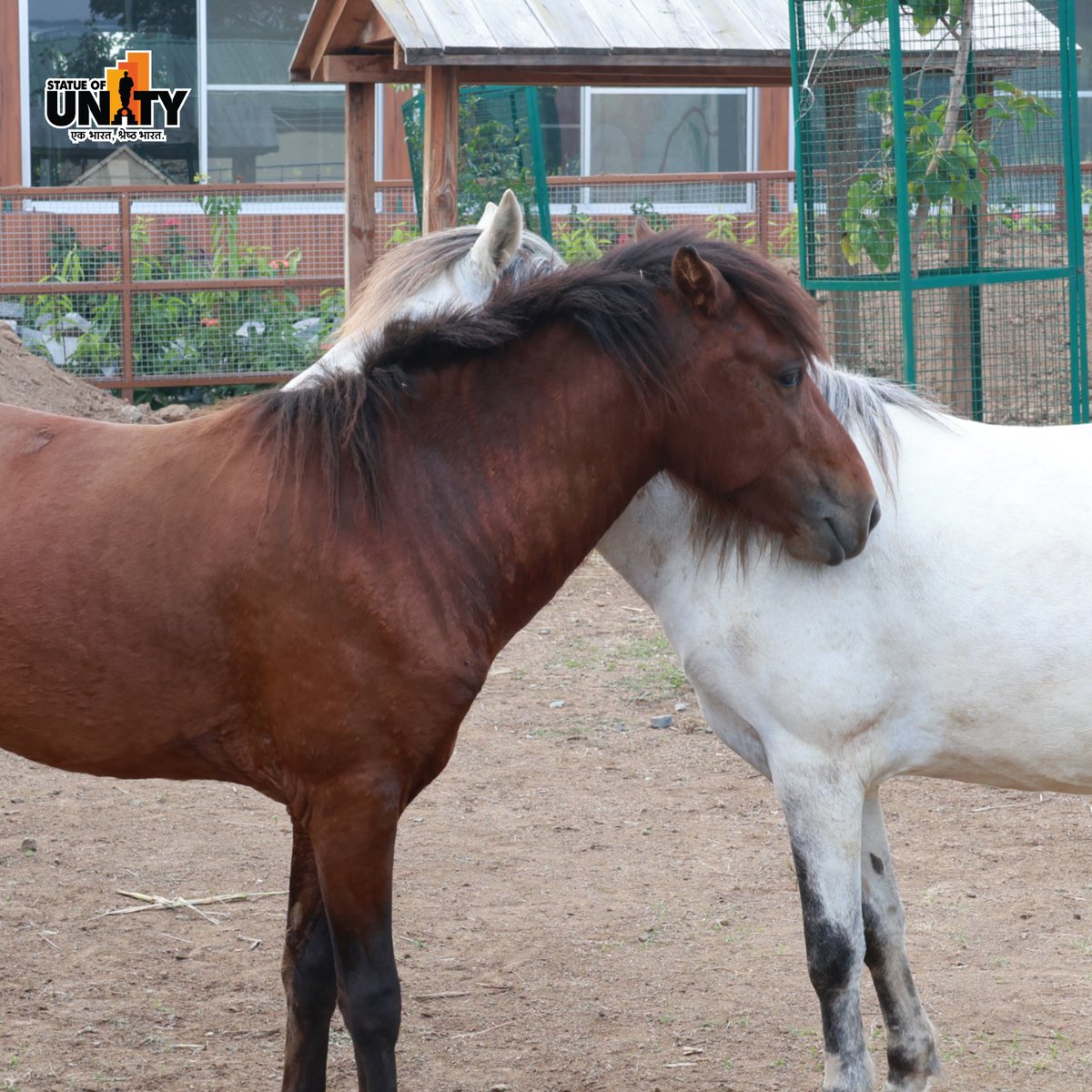 souindia's tweet photo. From cuddles to fun-filled activities, the Pet Zone at SOU is the perfect spot for pet lovers of all ages.
#PetZon #PetFriendlyFun #PawsAndPlay #StatueOfUnity #EktaNagar #150YearOfSardarPatel https://t.co/CBcS5Nodlx