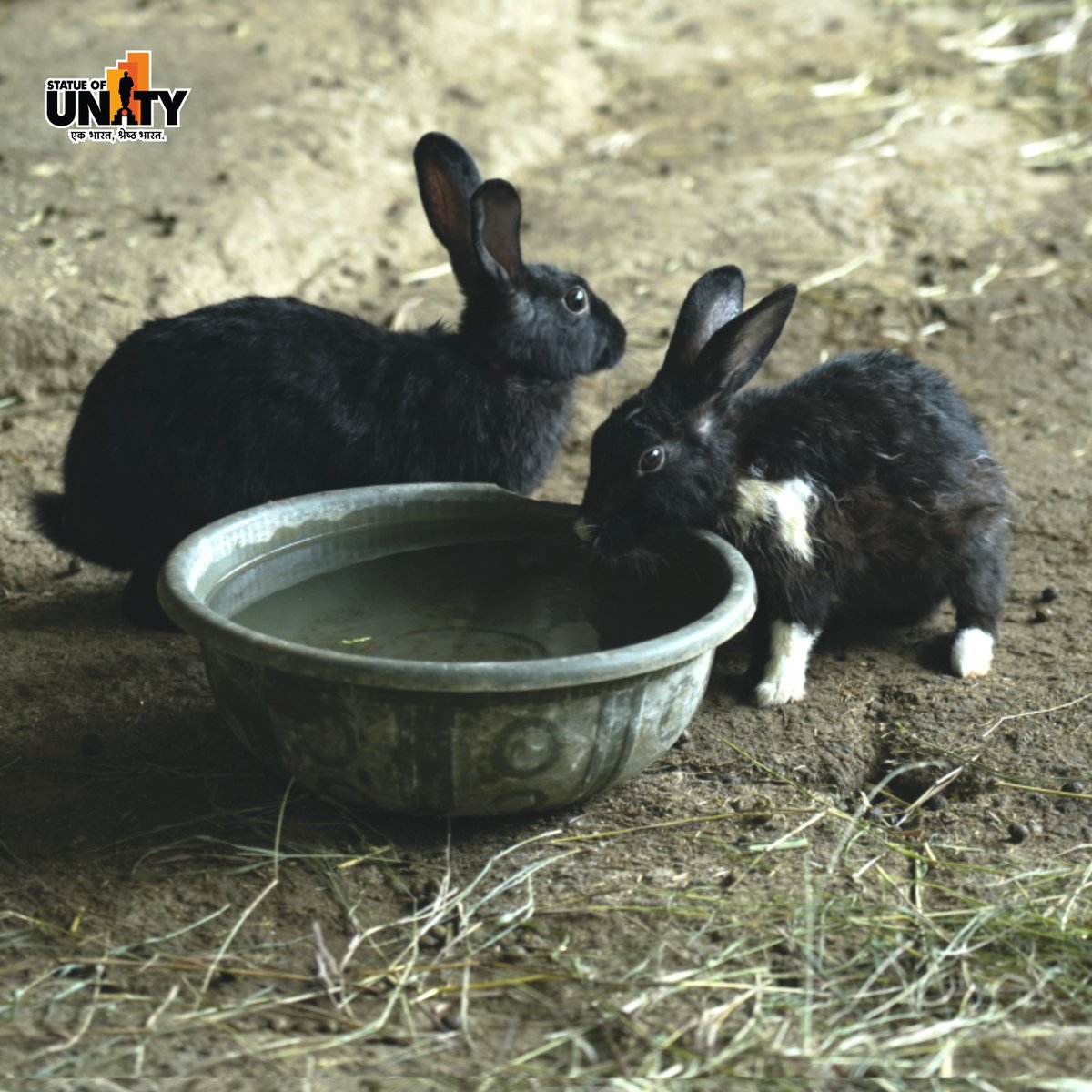 souindia's tweet photo. From cuddles to fun-filled activities, the Pet Zone at SOU is the perfect spot for pet lovers of all ages.
#PetZon #PetFriendlyFun #PawsAndPlay #StatueOfUnity #EktaNagar #150YearOfSardarPatel https://t.co/CBcS5Nodlx