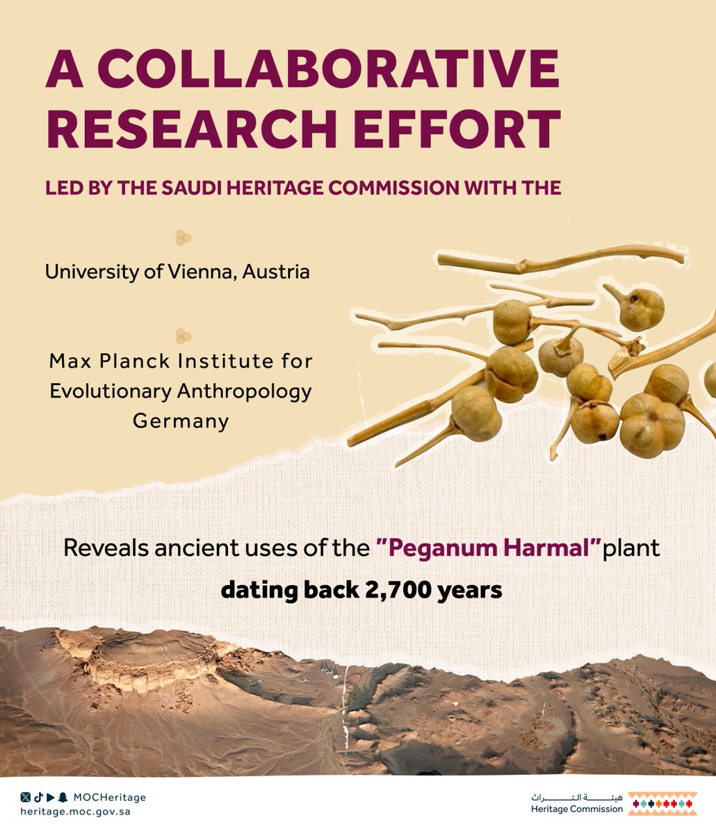 MOCHeritage's tweet photo. The #SaudiHeritageCommission leads a scientific study published in the international journal Communications Biology, unveiling the earliest known use of the Peganum harmal plant, dating back 2,700 years. https://t.co/KGO8KqY8vS