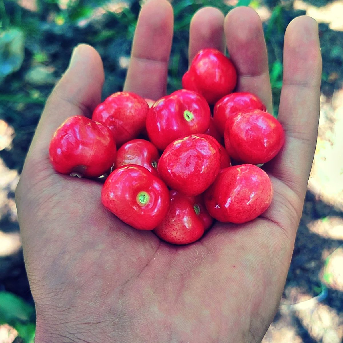 Ehsaan193's tweet photo. #Cherry_harvesting_ 🍒 🦋 
Life is just a bowl of cherries. Don't take it serious; it's mysterious. Life is just a bowl of cherries, so live and laugh and laugh at love, love a laugh, laugh and love 💖 💖 💖 
#cherryblossom #CherryBerry #cherry #cherrypop #jeddah #Kashmir https://t.co/oliDT3x1cC