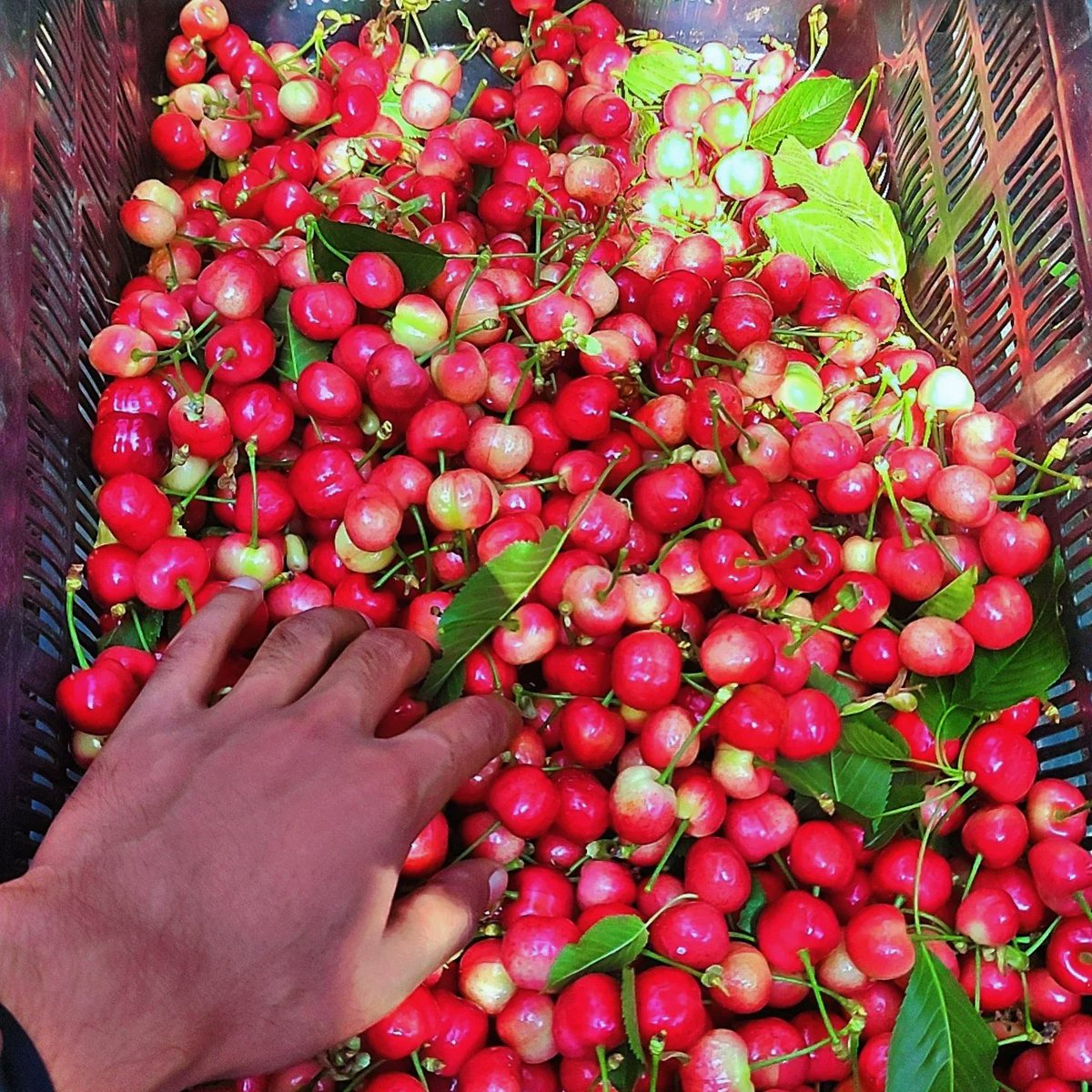 Ehsaan193's tweet photo. #Cherry_harvesting_ 🍒 🦋 
Life is just a bowl of cherries. Don't take it serious; it's mysterious. Life is just a bowl of cherries, so live and laugh and laugh at love, love a laugh, laugh and love 💖 💖 💖 
#cherryblossom #CherryBerry #cherry #cherrypop #jeddah #Kashmir https://t.co/oliDT3x1cC