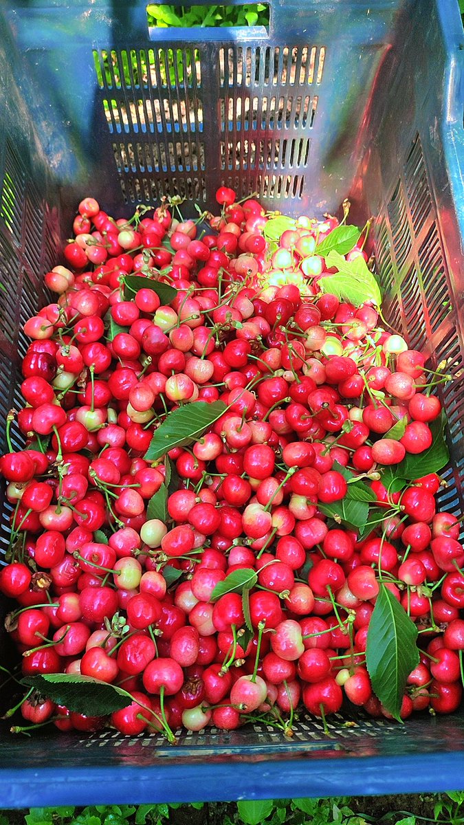 Ehsaan193's tweet photo. #Cherry_harvesting_ 🍒 🦋 
Life is just a bowl of cherries. Don't take it serious; it's mysterious. Life is just a bowl of cherries, so live and laugh and laugh at love, love a laugh, laugh and love 💖 💖 💖 
#cherryblossom #CherryBerry #cherry #cherrypop #jeddah #Kashmir https://t.co/oliDT3x1cC