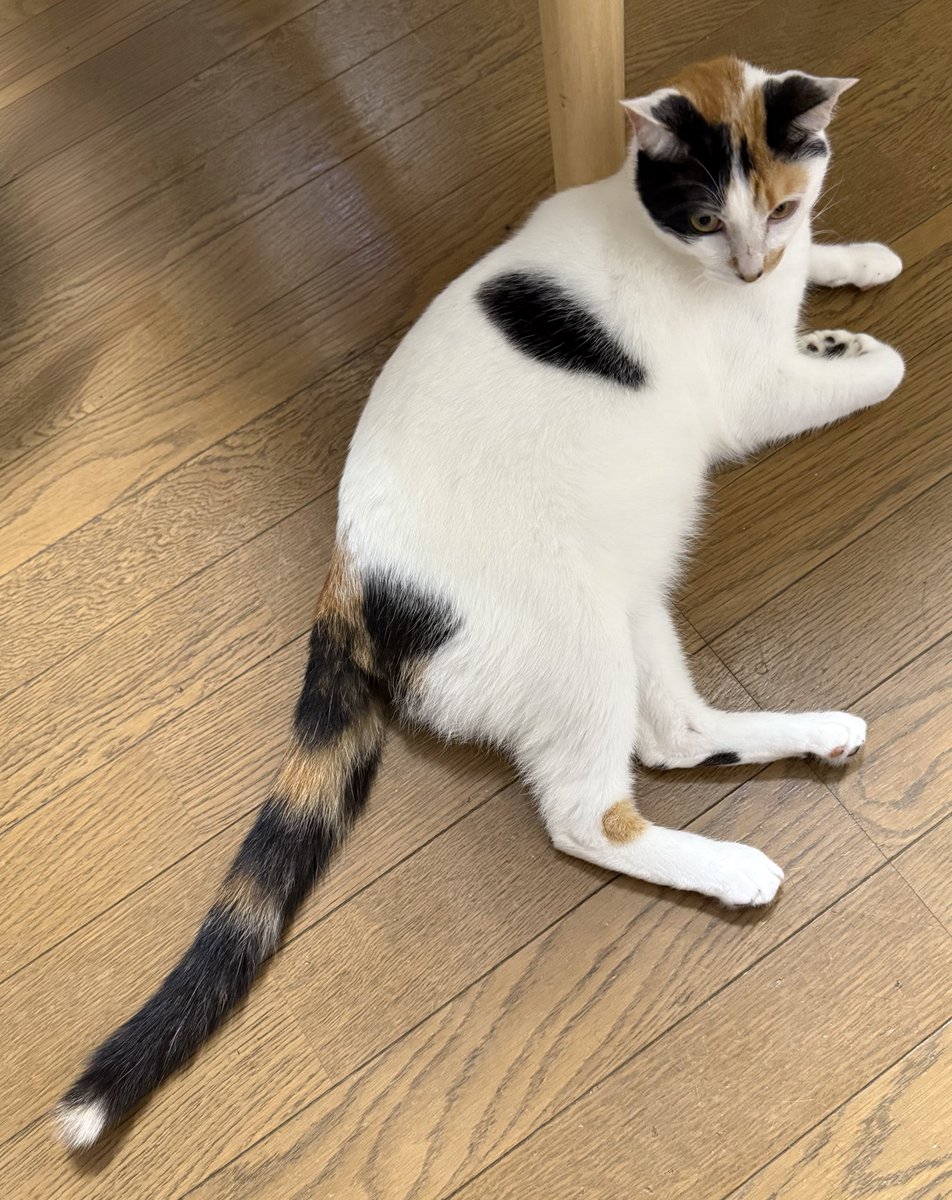 1歳を過ぎたほた様、最近貫禄がすごくなって来た😂ちょっとおデブちん…？🫣

可愛過ぎてついついちゅーるをね。あげちゃうのよね。仕方ない、こんなに可愛いんだもの🖤🤎🤍でも健康は大事なので明日から少し気をつけよ💦