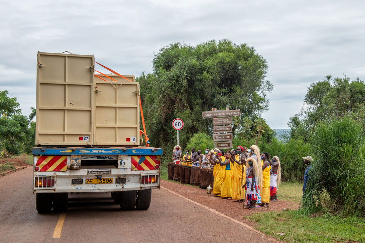 Akagera National Park will welcome 70 white rhinos from South Africa this month, making this the largest rhino translocation in Rwanda. Read more here.
volcanoessafaris.com/akagera-nation…

Photo Credit: Gael Ruboneka Vande Weghe