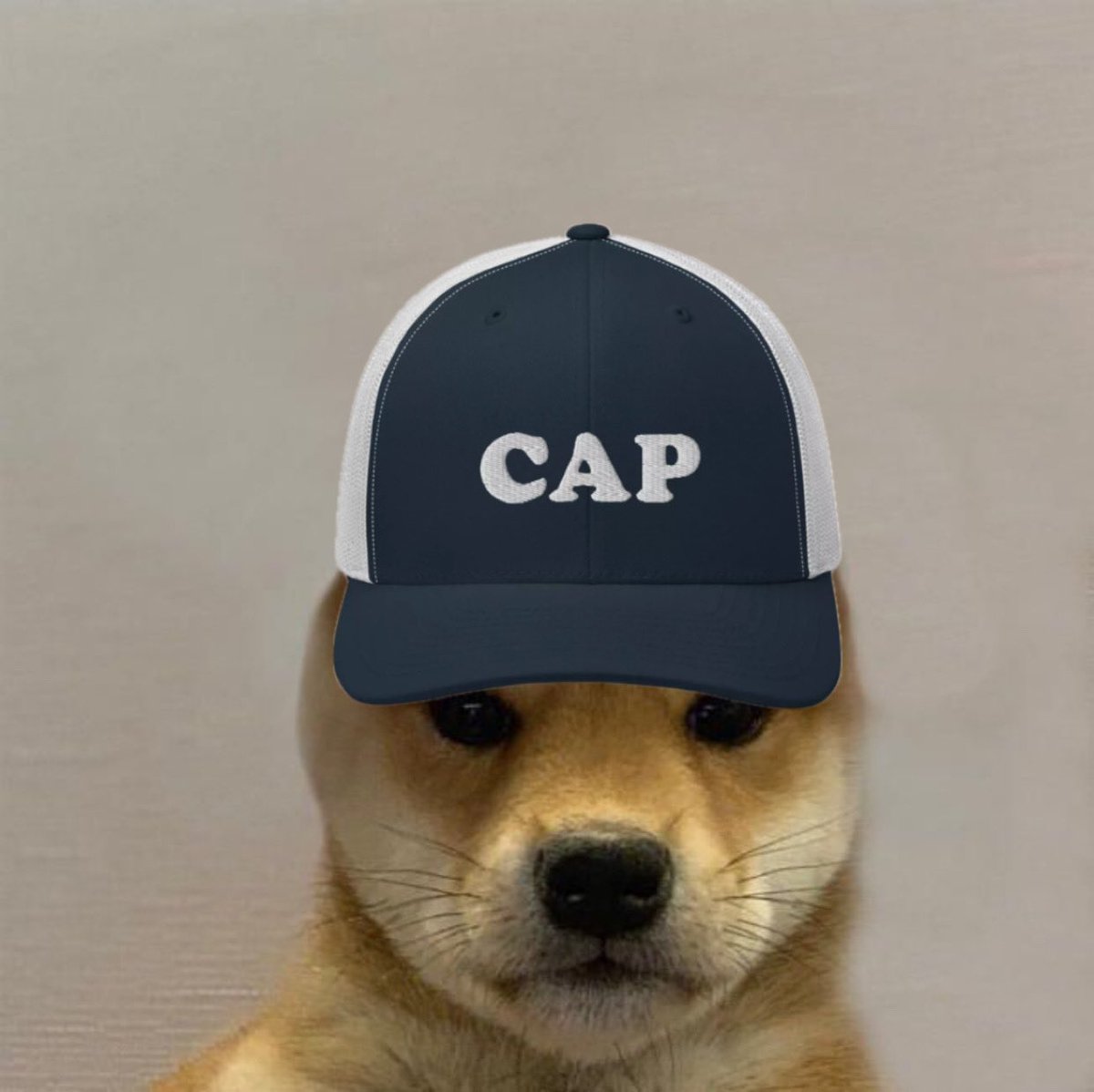 fullportfein's tweet photo. Day 195 of posting an original $wif meme until we hit $100 https://t.co/XRdDUOP7Ap