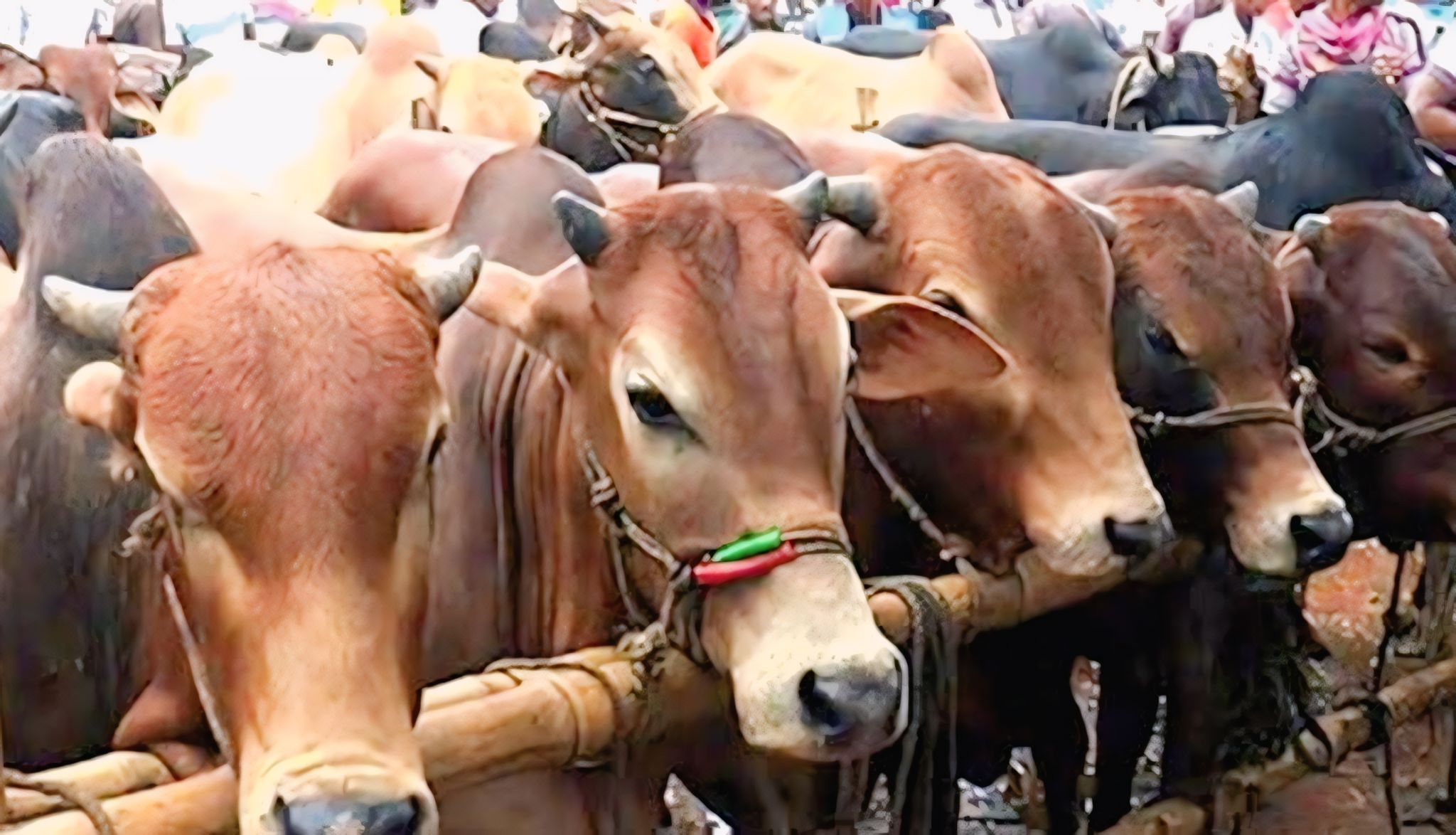 হোসেনপুরে কোরবানীর জন্য চাহিদার চেয়ে বেশি প্রস্তুত গবাদিপশু