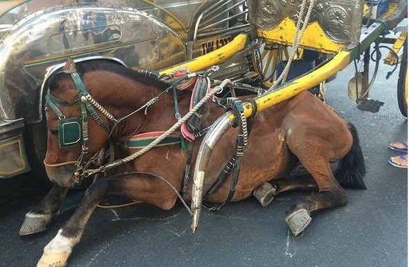 De trop nombreux accidents impliquant des chevaux tirant des calèches se produisent chaque année.

Les animaux ne sont pas des attractions touristiques, laissons-les en paix.
