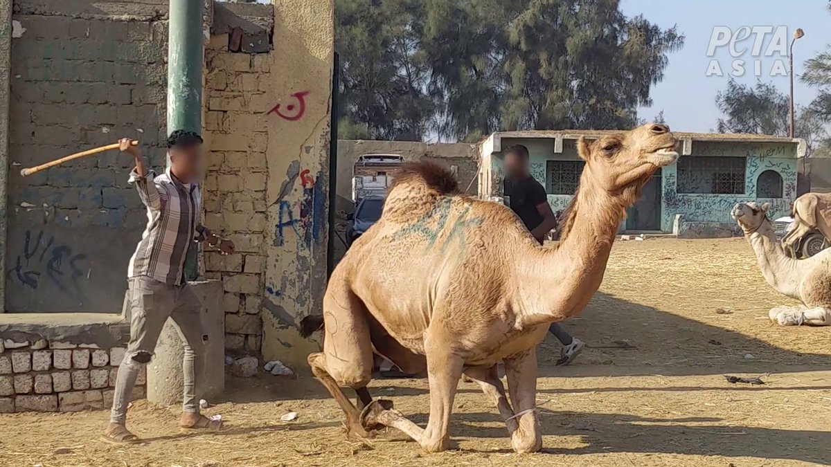 PETA_France's tweet photo. Voyez-vous comment les pattes de ce dromadaire sont attachées ? De cette manière, il ne peut pas se défendre contre les coups. 😭

Ne montez jamais à dos de dromadaire, de cheval ou d'autres animaux utilisés pour des balades touristiques. https://t.co/h5klmJJFhG
