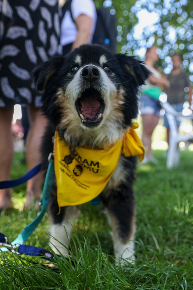 krakow_pl's tweet photo. #Krakow #XVMarszAzylanta #KTOZ #psy #zwierzeta #AleksanderMiszalski
To będzie wielkie święto czworonogów! 🐕🦮🐕‍🦺🐩🐈‍ XV Marsz Azylanta wyruszy jutro o godz. 10.00 z bulwarów wiślanych przy moście Dębnickim i przejdzie pod pomnik psa Dżoka, gdzie na uczestników czekają atrakcje! W marszu mogą wziąć udział wszystkie psiaki – nie tylko te adoptowane ze Schroniska dla Bezdomnych Zwierząt. Mile widziani są też wszyscy miłośnicy zwierząt.
https://t.co/inkOEBXv2j
📷 Bogusław Świerzowski