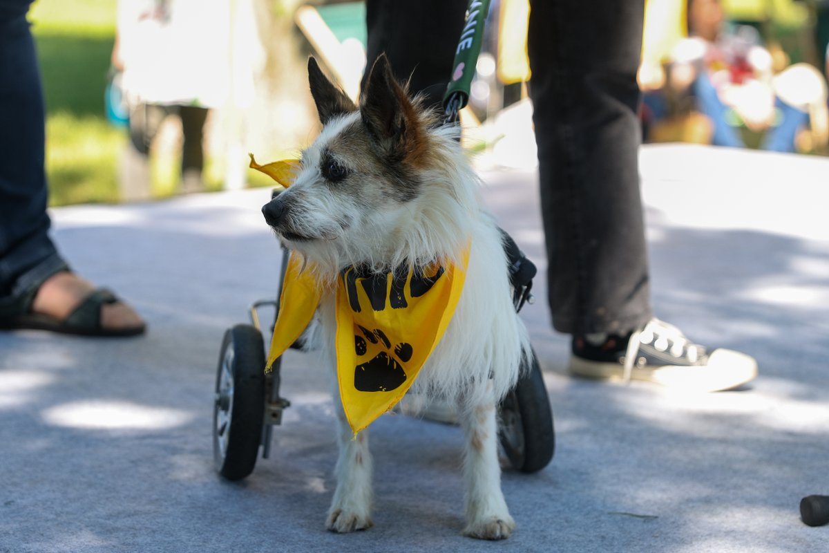 krakow_pl's tweet photo. #Krakow #XVMarszAzylanta #KTOZ #psy #zwierzeta #AleksanderMiszalski
To będzie wielkie święto czworonogów! 🐕🦮🐕‍🦺🐩🐈‍ XV Marsz Azylanta wyruszy jutro o godz. 10.00 z bulwarów wiślanych przy moście Dębnickim i przejdzie pod pomnik psa Dżoka, gdzie na uczestników czekają atrakcje! W marszu mogą wziąć udział wszystkie psiaki – nie tylko te adoptowane ze Schroniska dla Bezdomnych Zwierząt. Mile widziani są też wszyscy miłośnicy zwierząt.
https://t.co/inkOEBXv2j
📷 Bogusław Świerzowski
