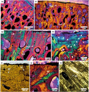 Latest article from our lab...... @marisEugeniaP_6 #paleohistology #boneHistology 
Osteohistology of the Maastrichtian, small‐bodied elasmosaurid Kawanectes lafquenianum (Sauropterygia; Plesiosauria) - Pereyra - Journal of Anatomy - Wiley Online Library onlinelibrary.wiley.com/doi/10.1111/jo…